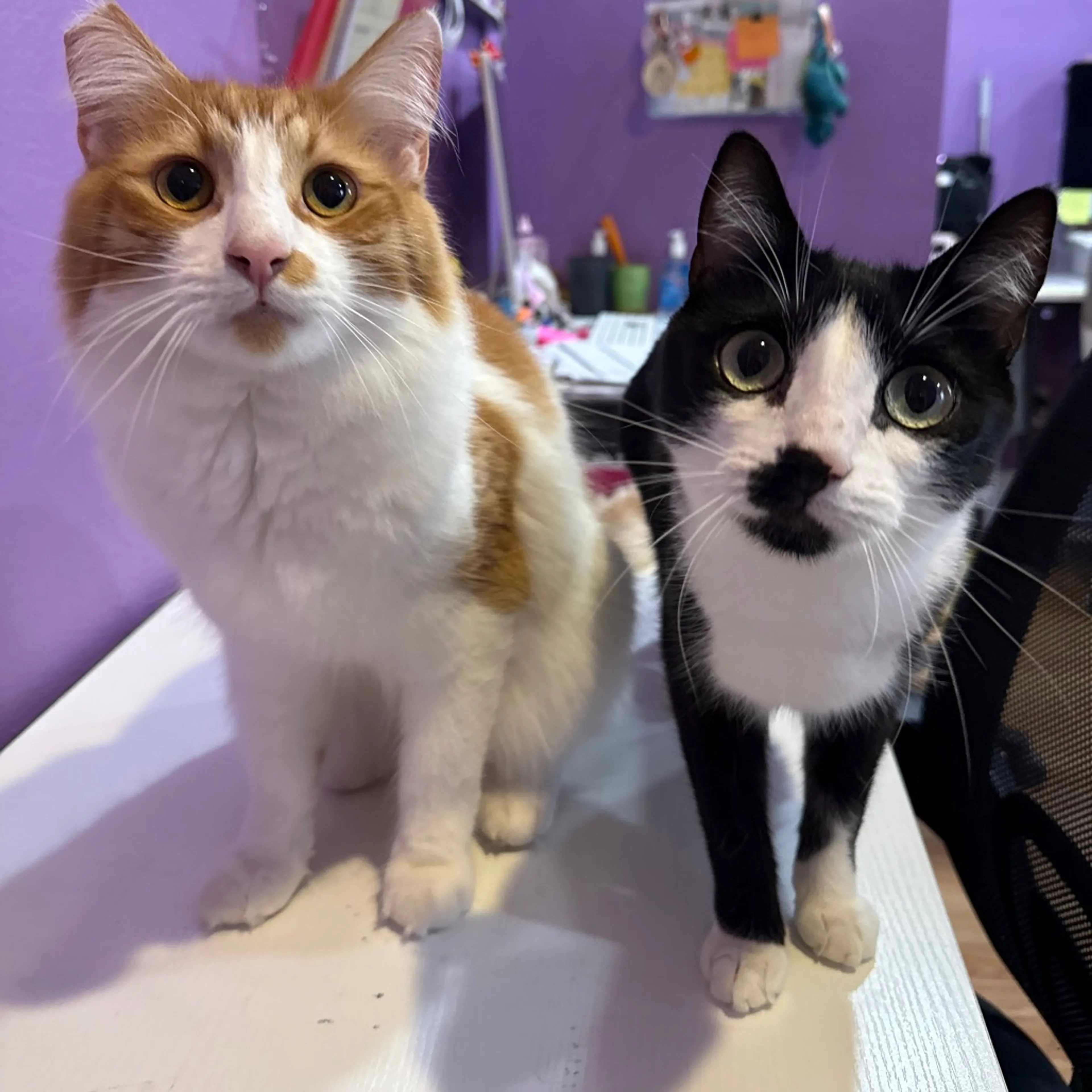 Found pet-5
