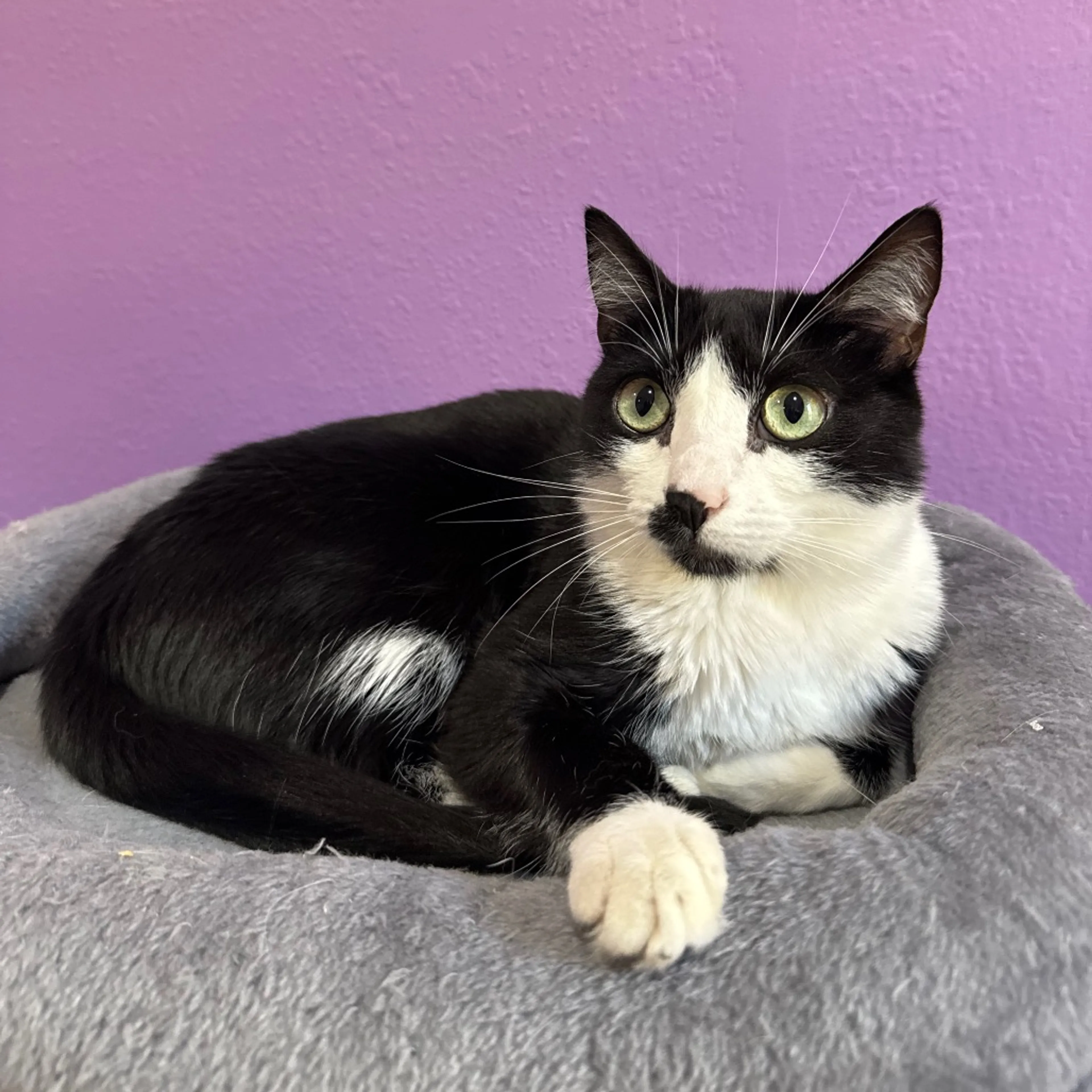 Found pet-2