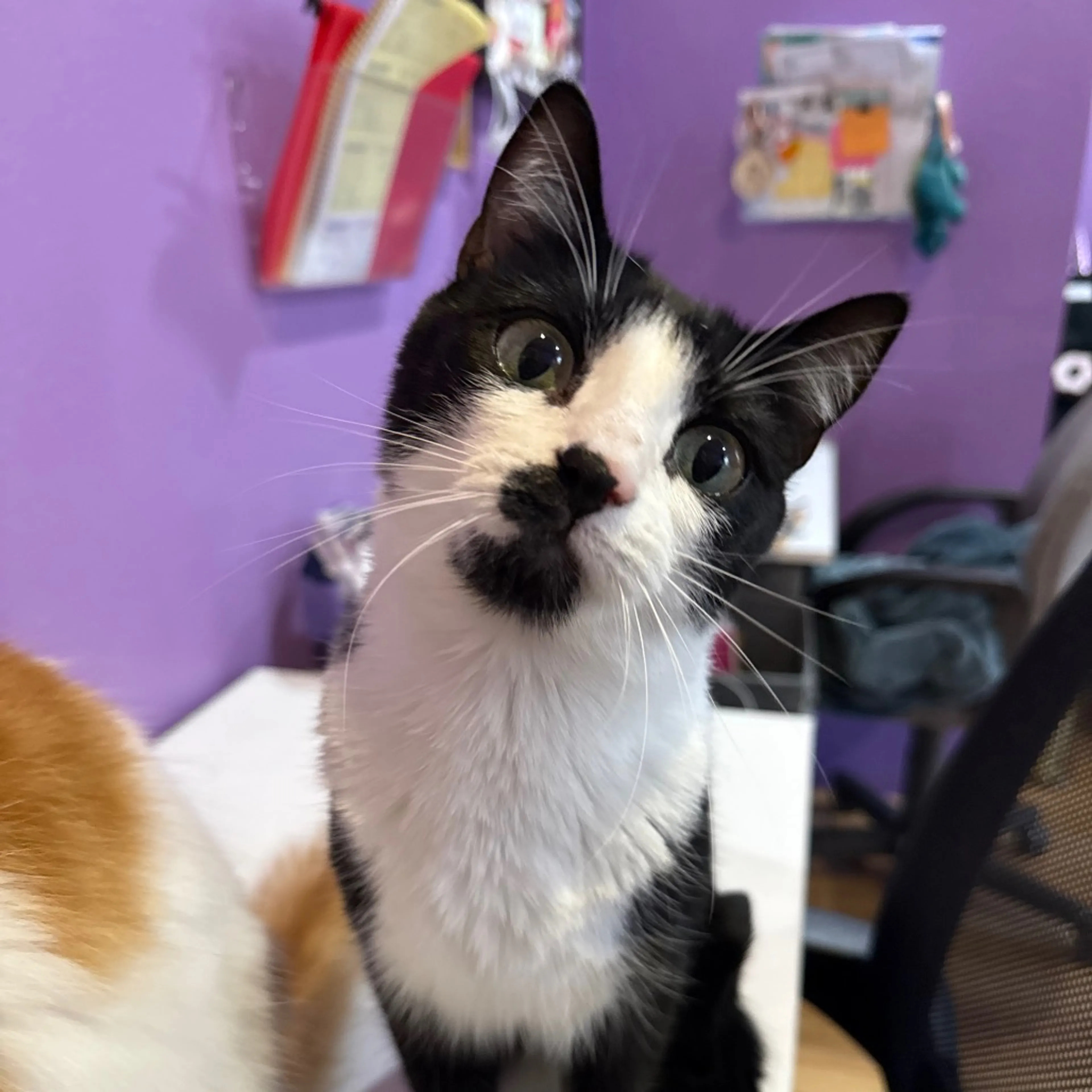 Found pet-4