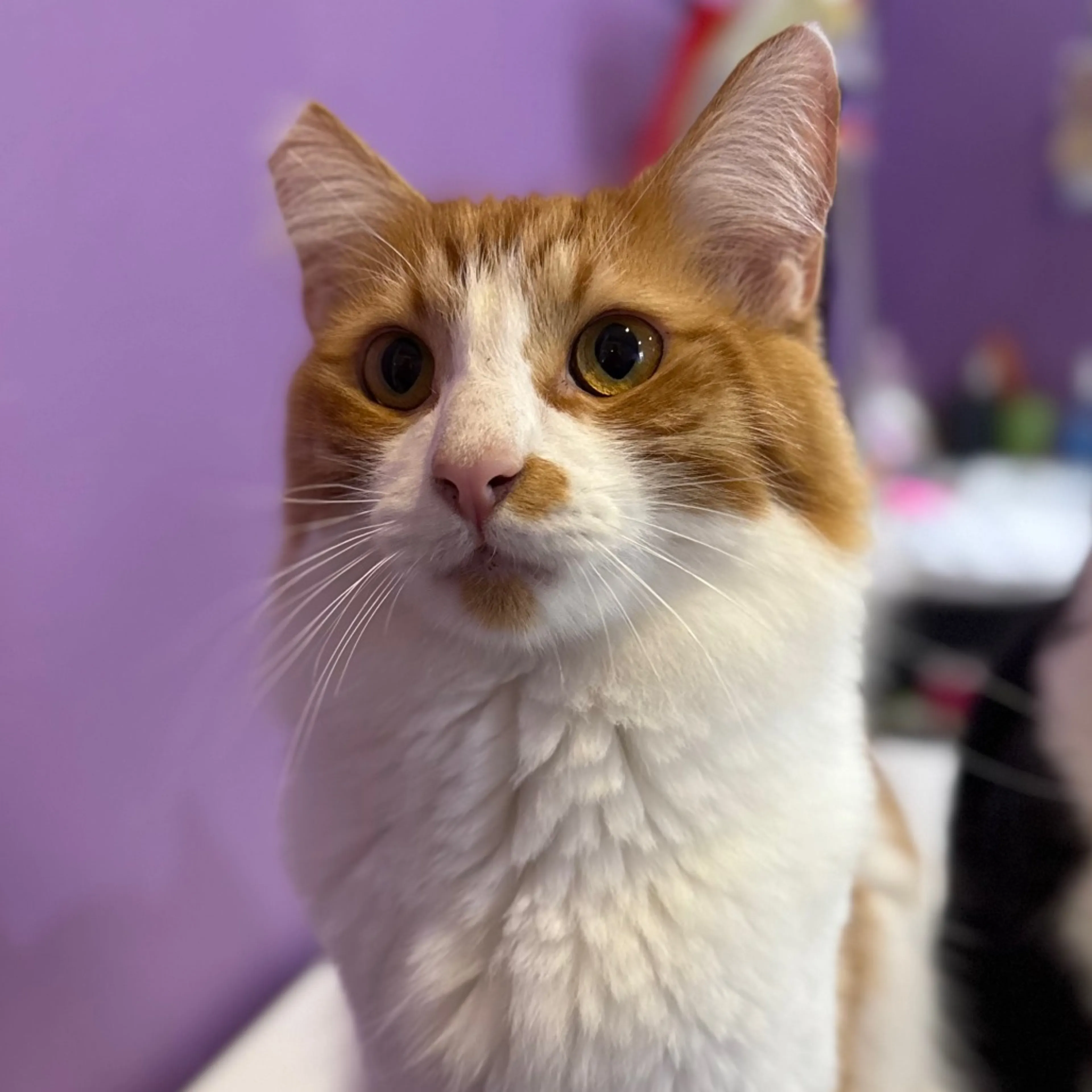 Found pet-0