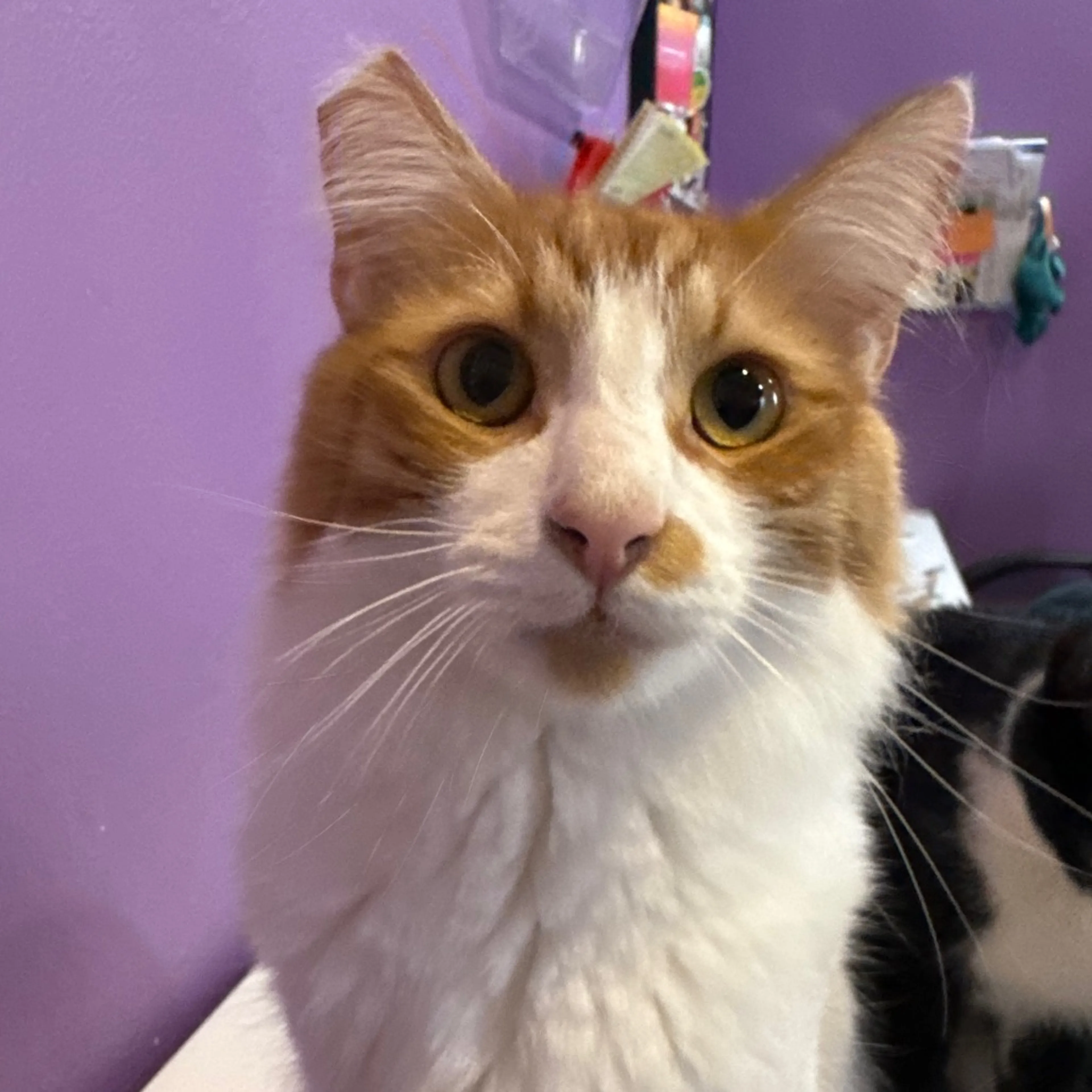 Found pet-1