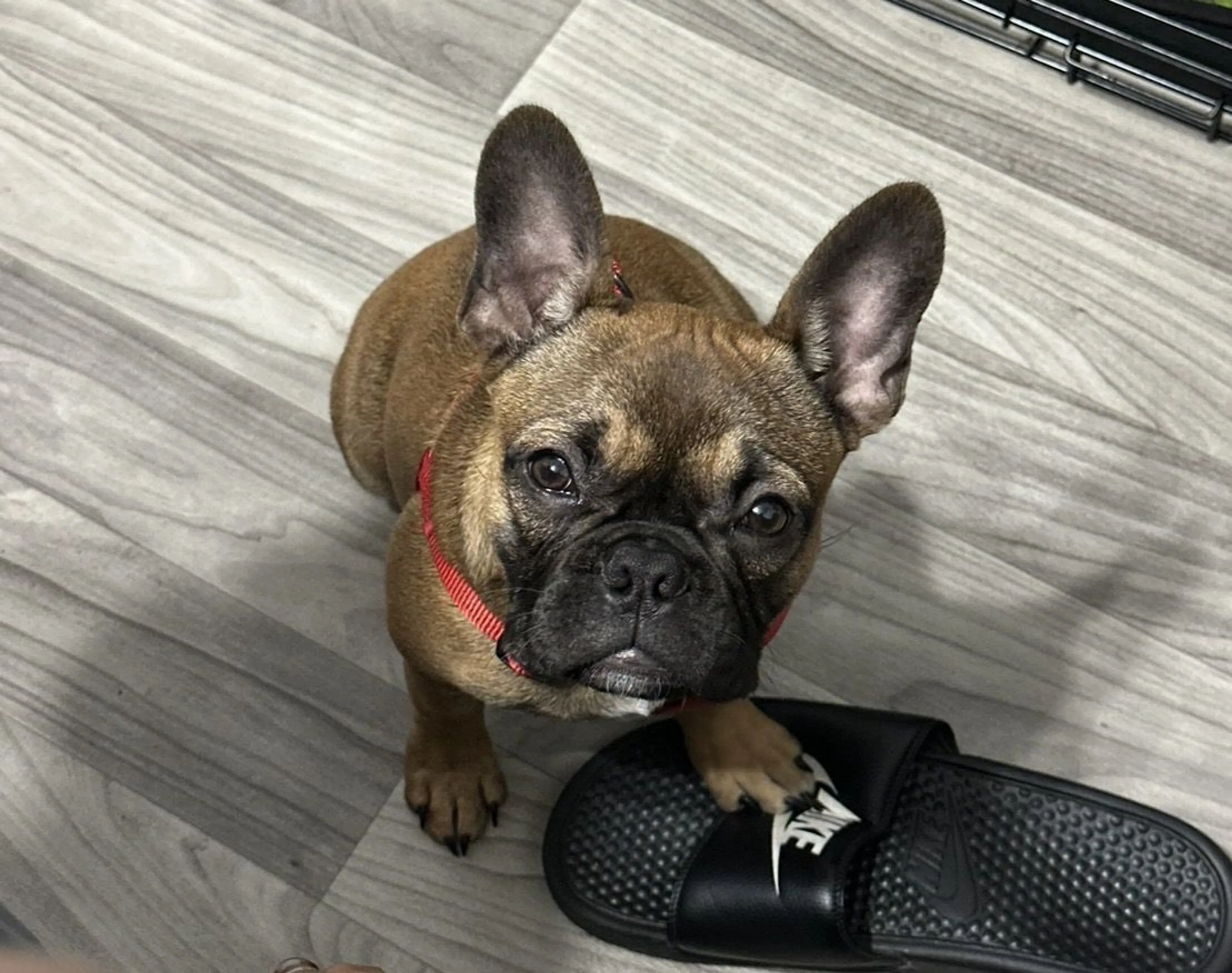 Lost pet