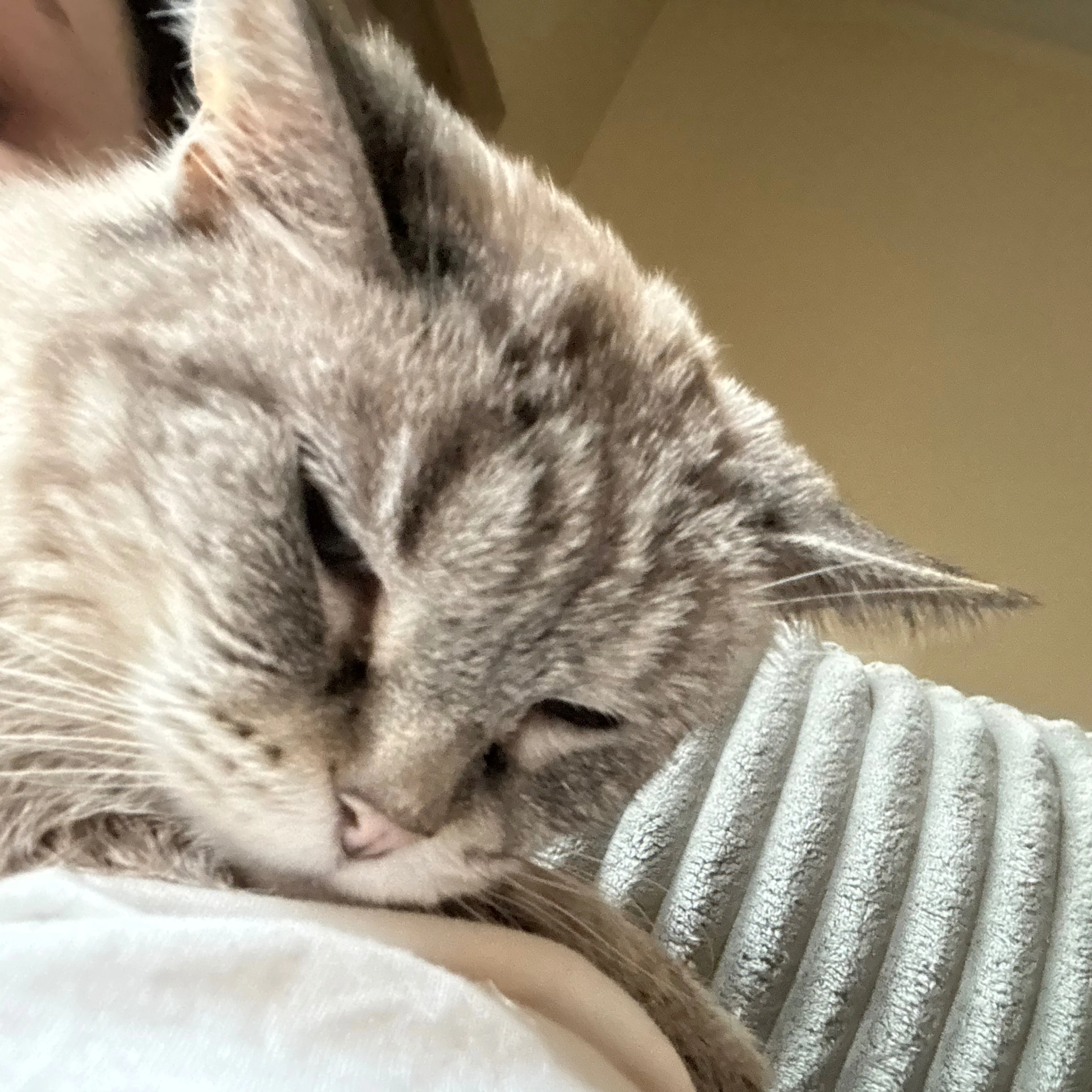 Lost pet-2