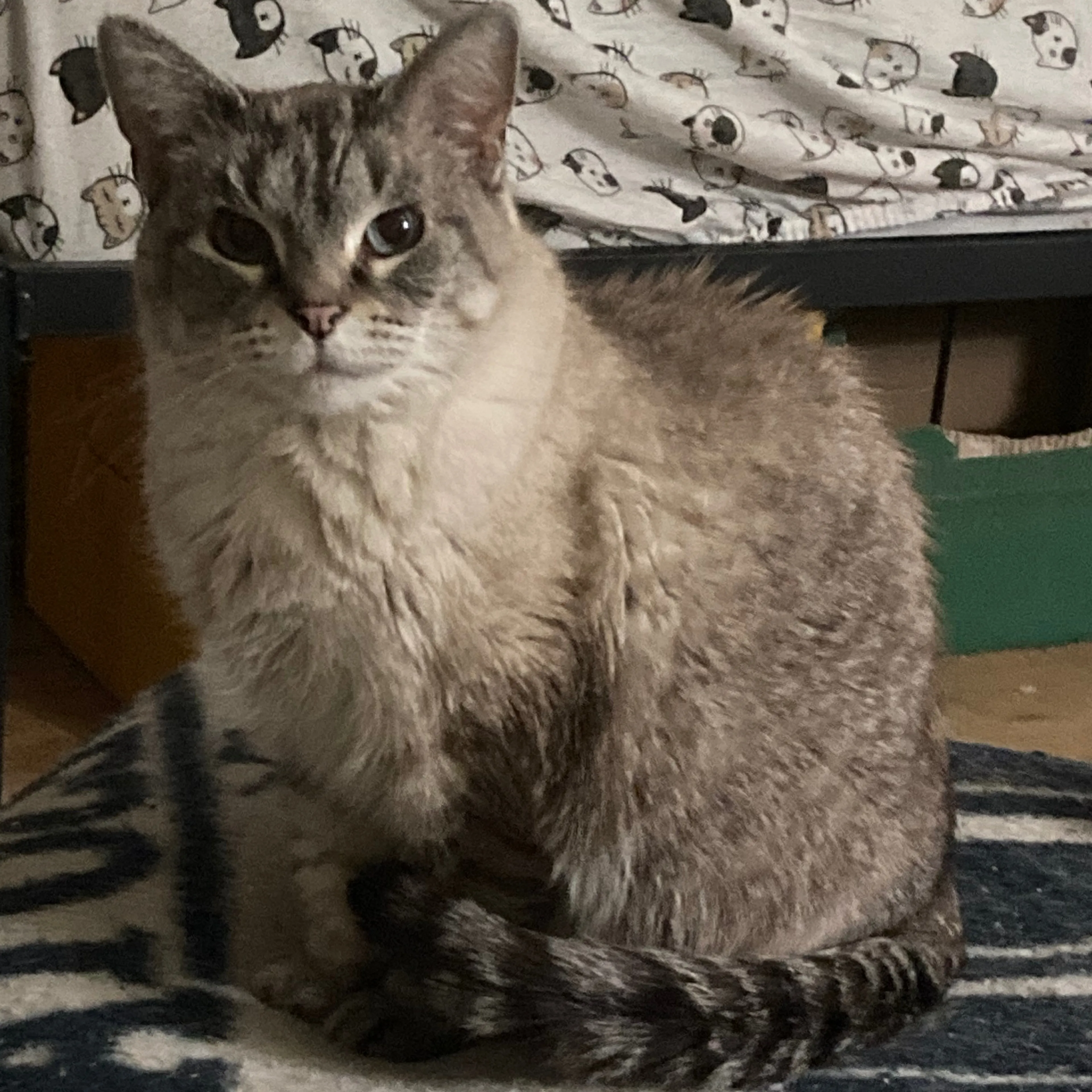 Lost pet-1