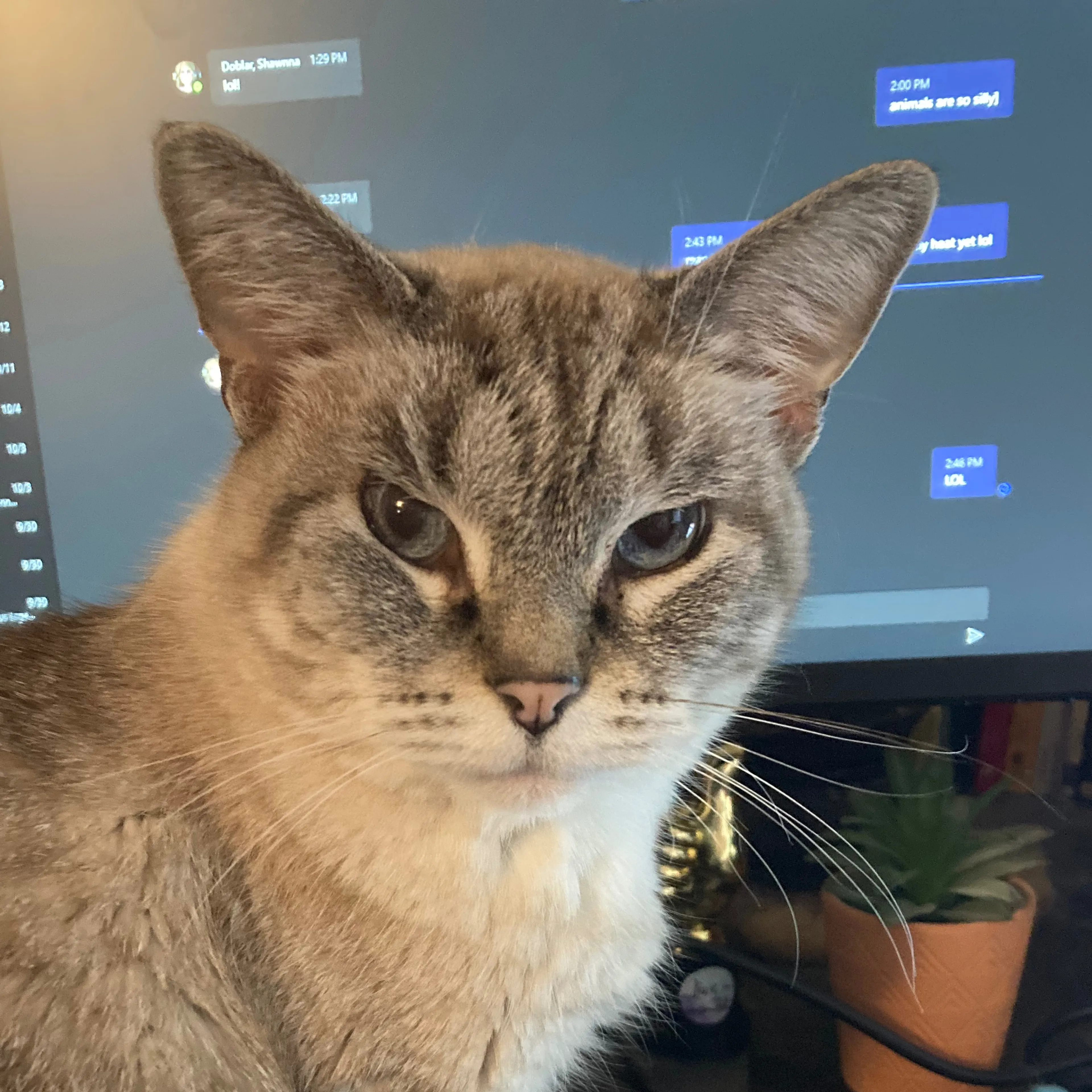 Lost pet-3
