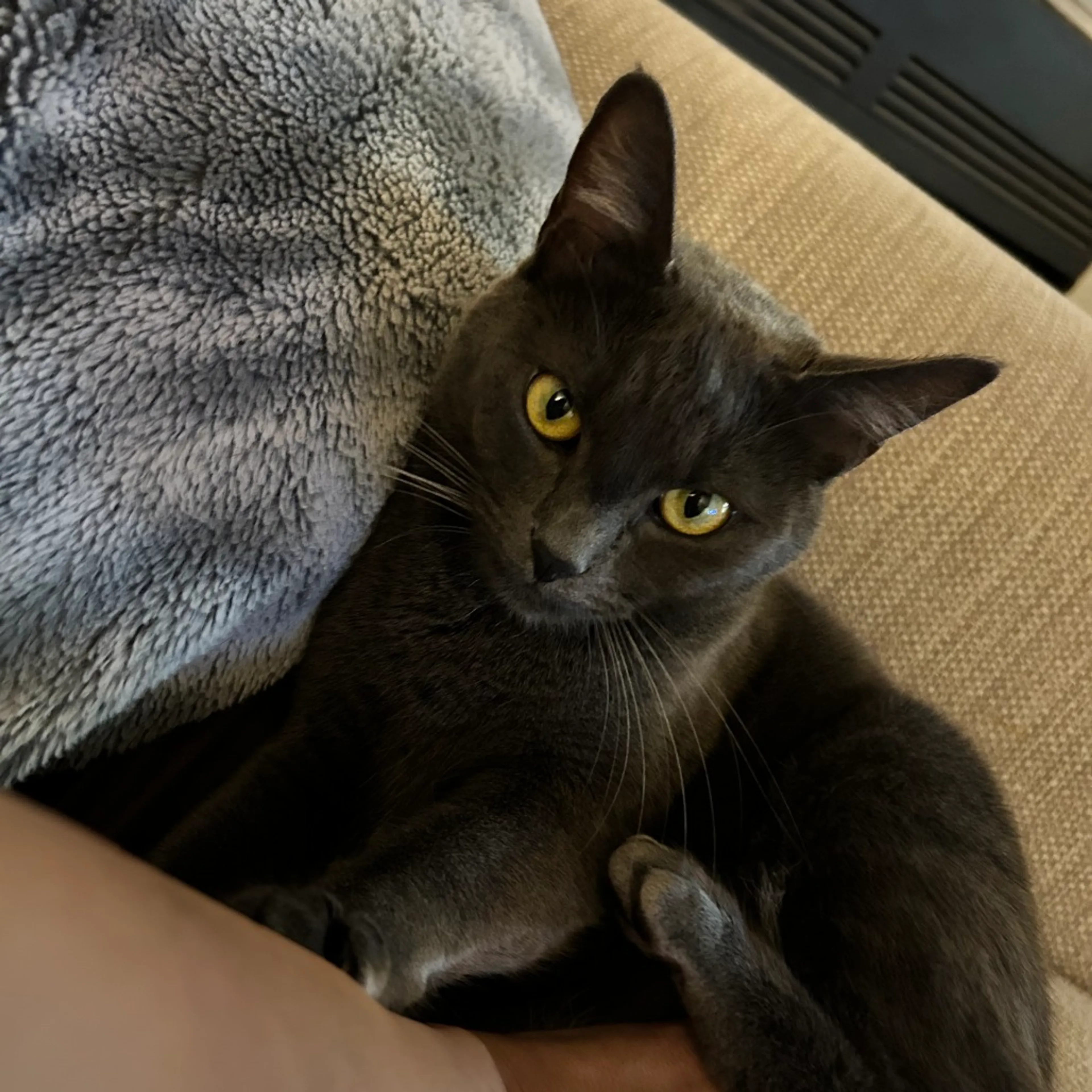 Found pet