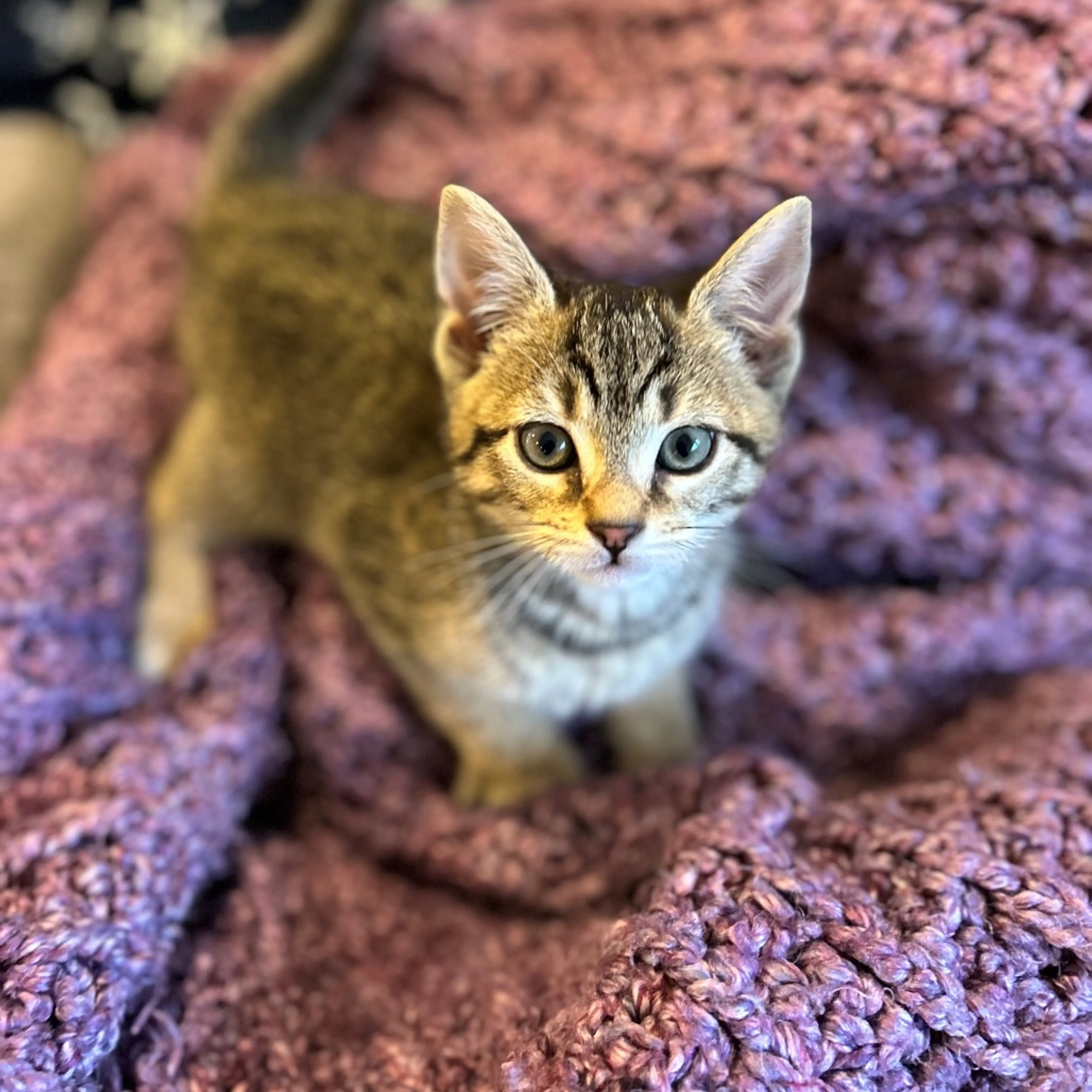 Found pet-4