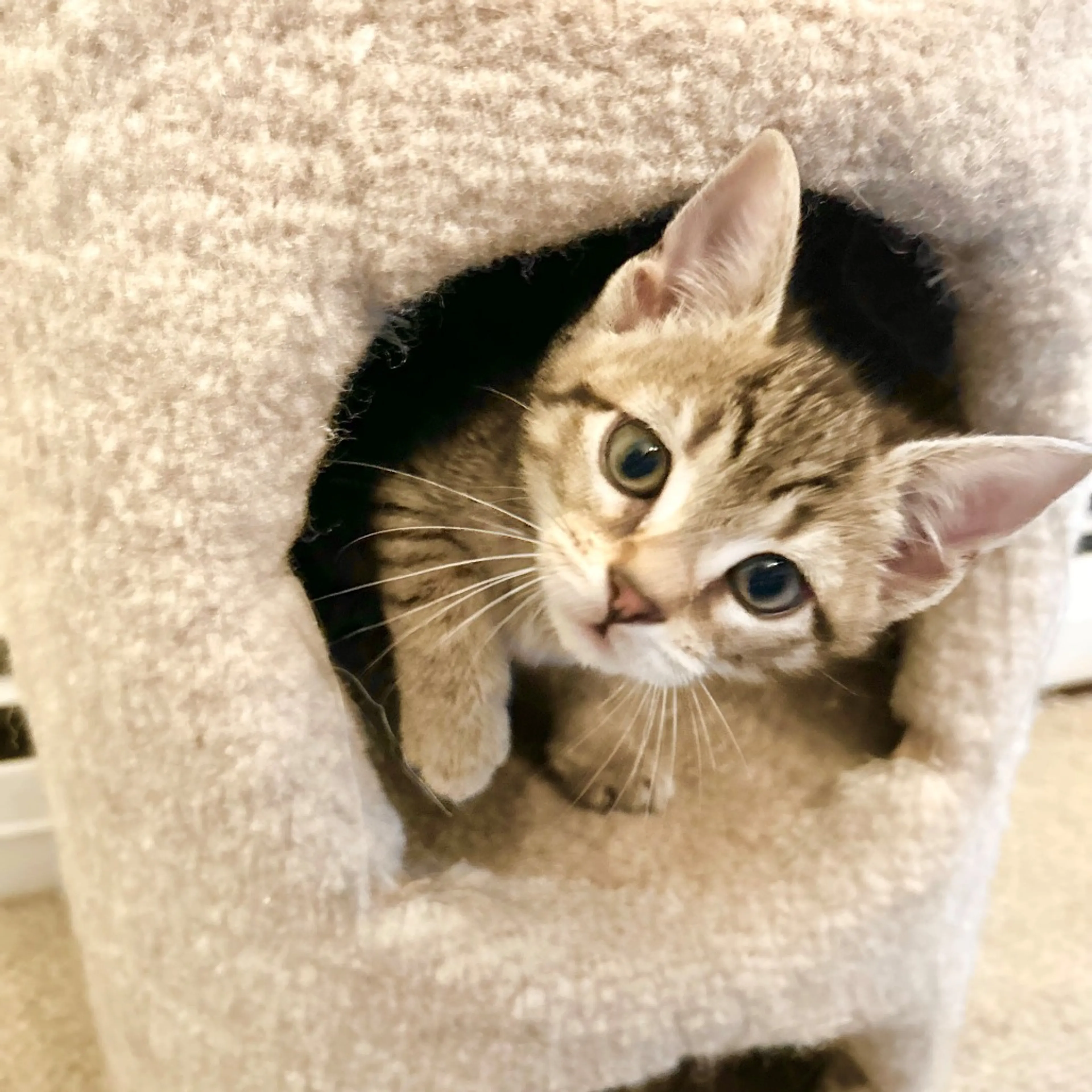 Found pet-2