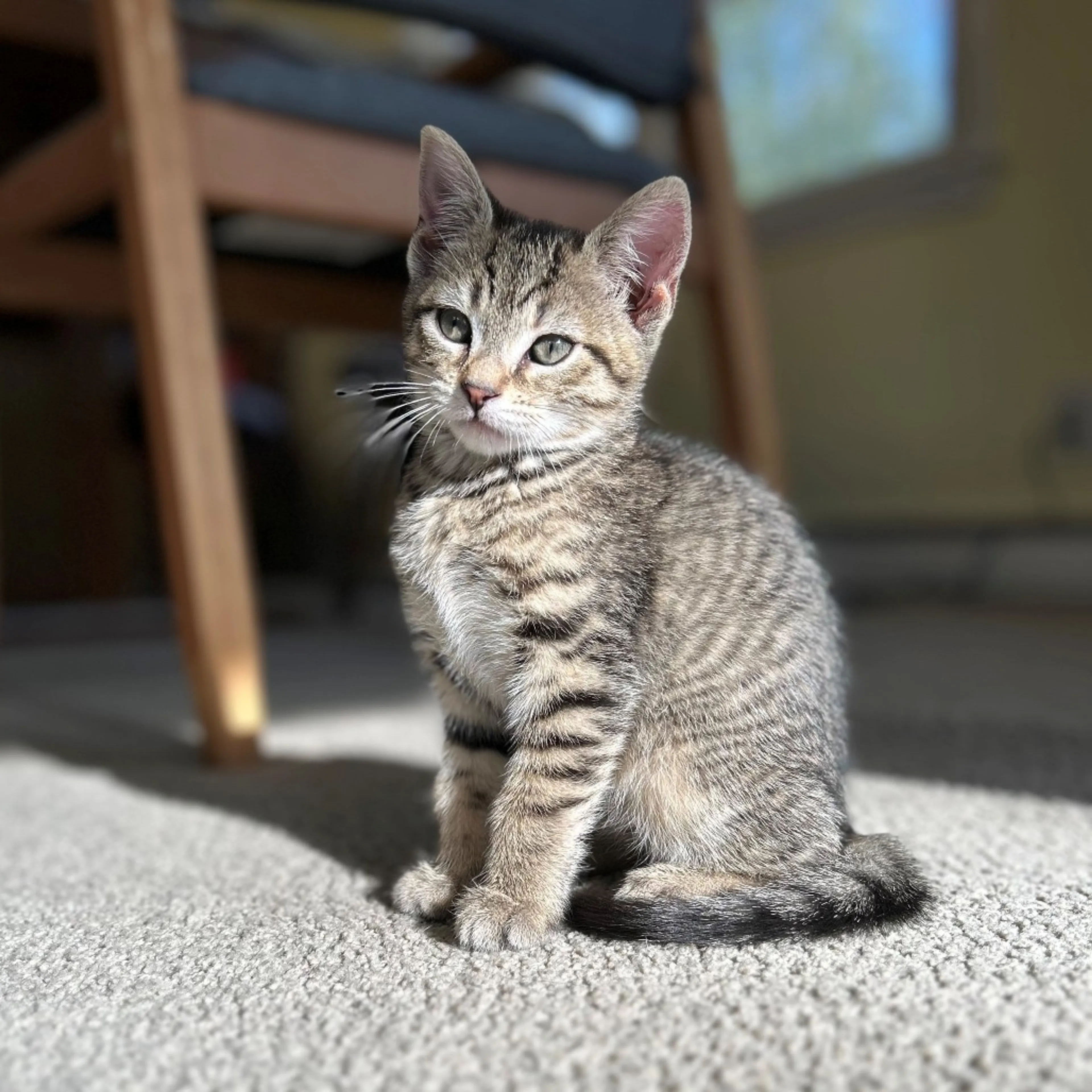 Found pet-1