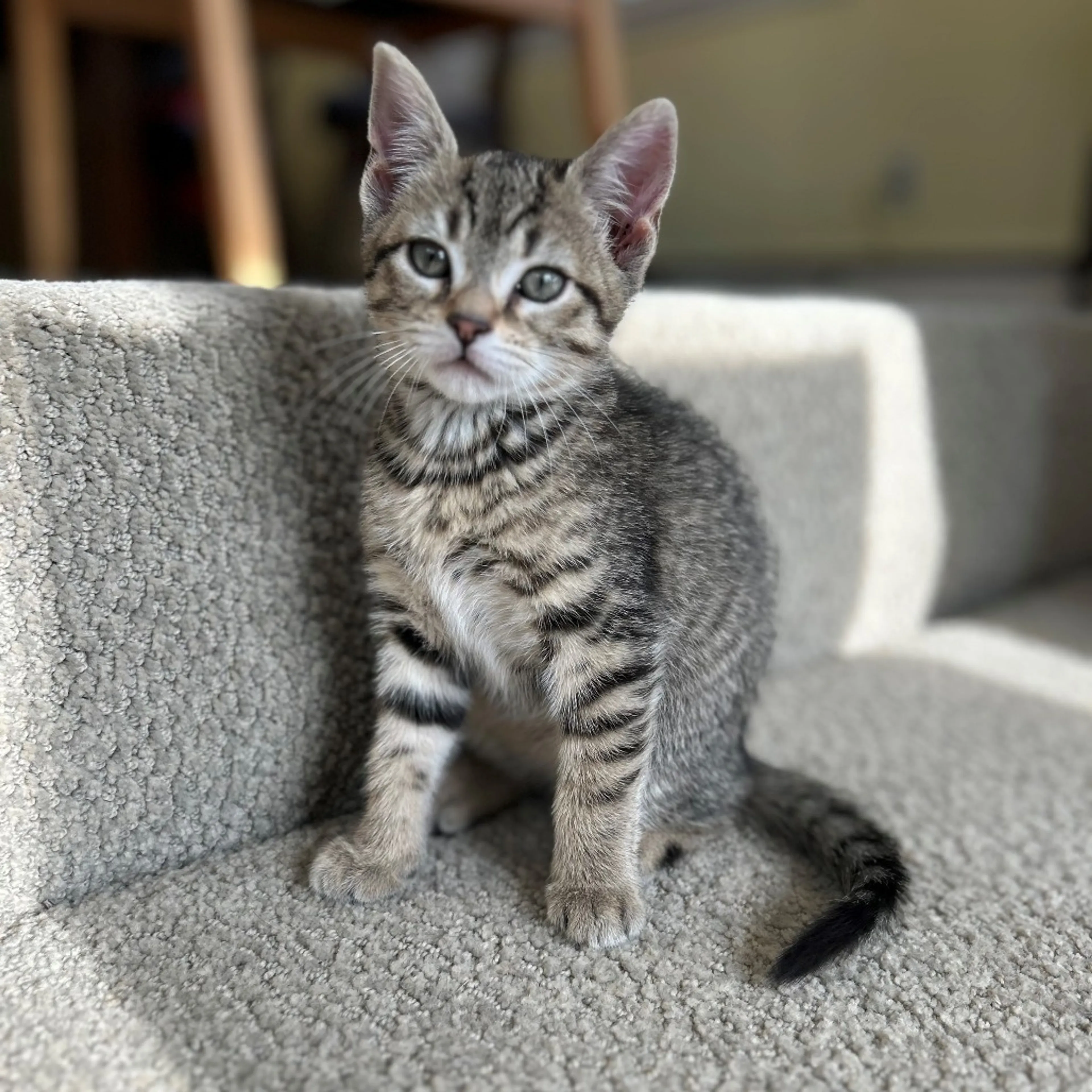 Found pet-3