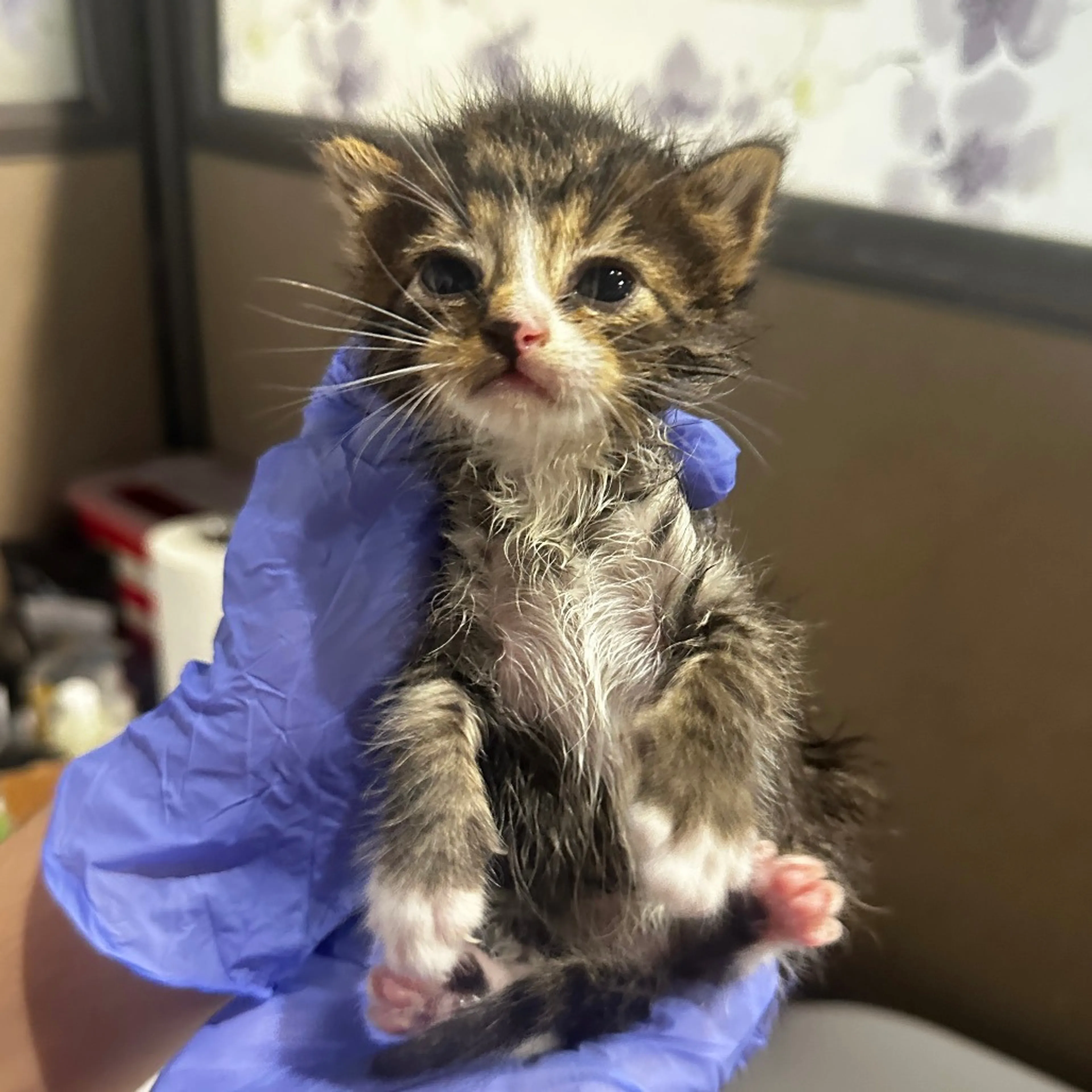 Found pet-1