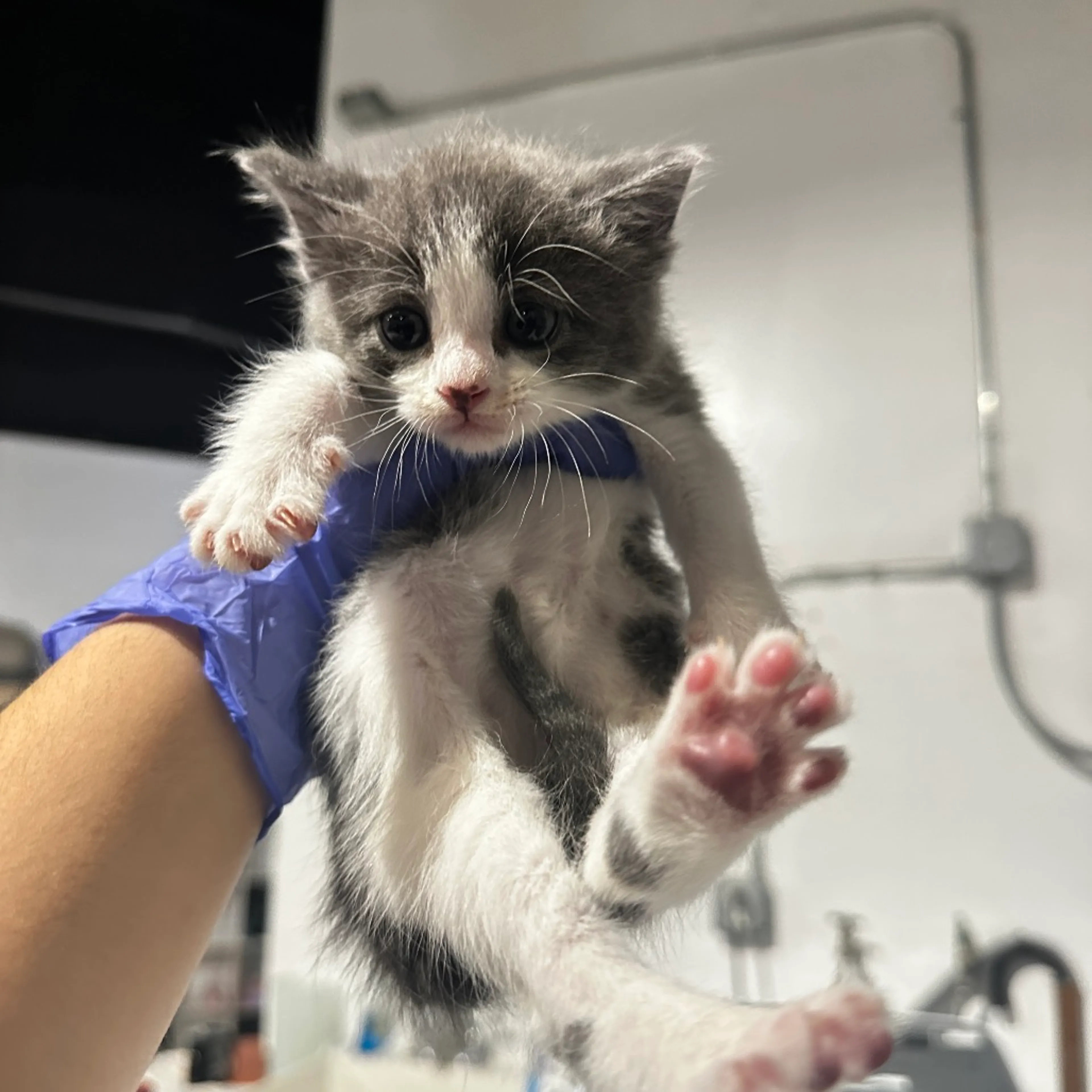 Found pet
