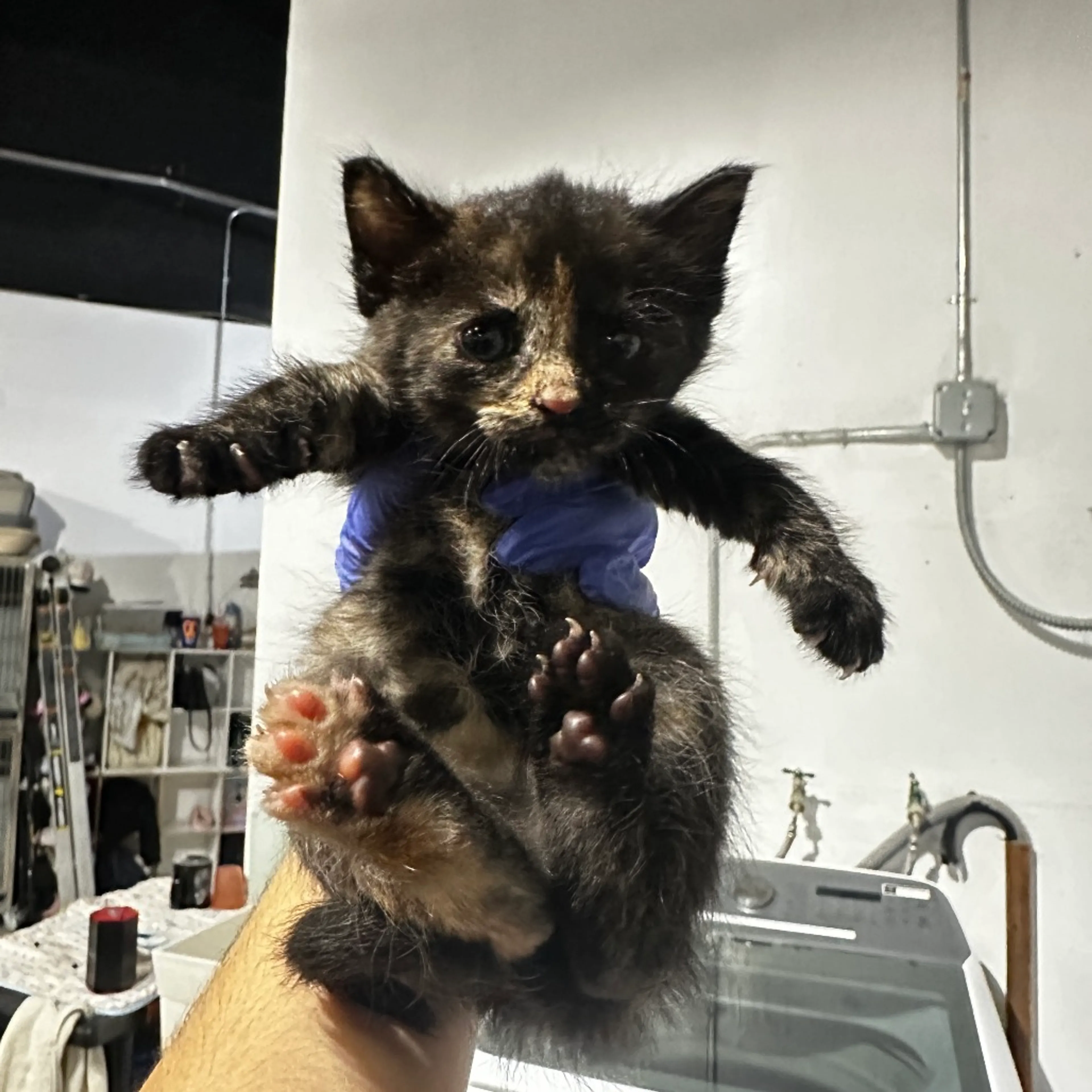 Found pet