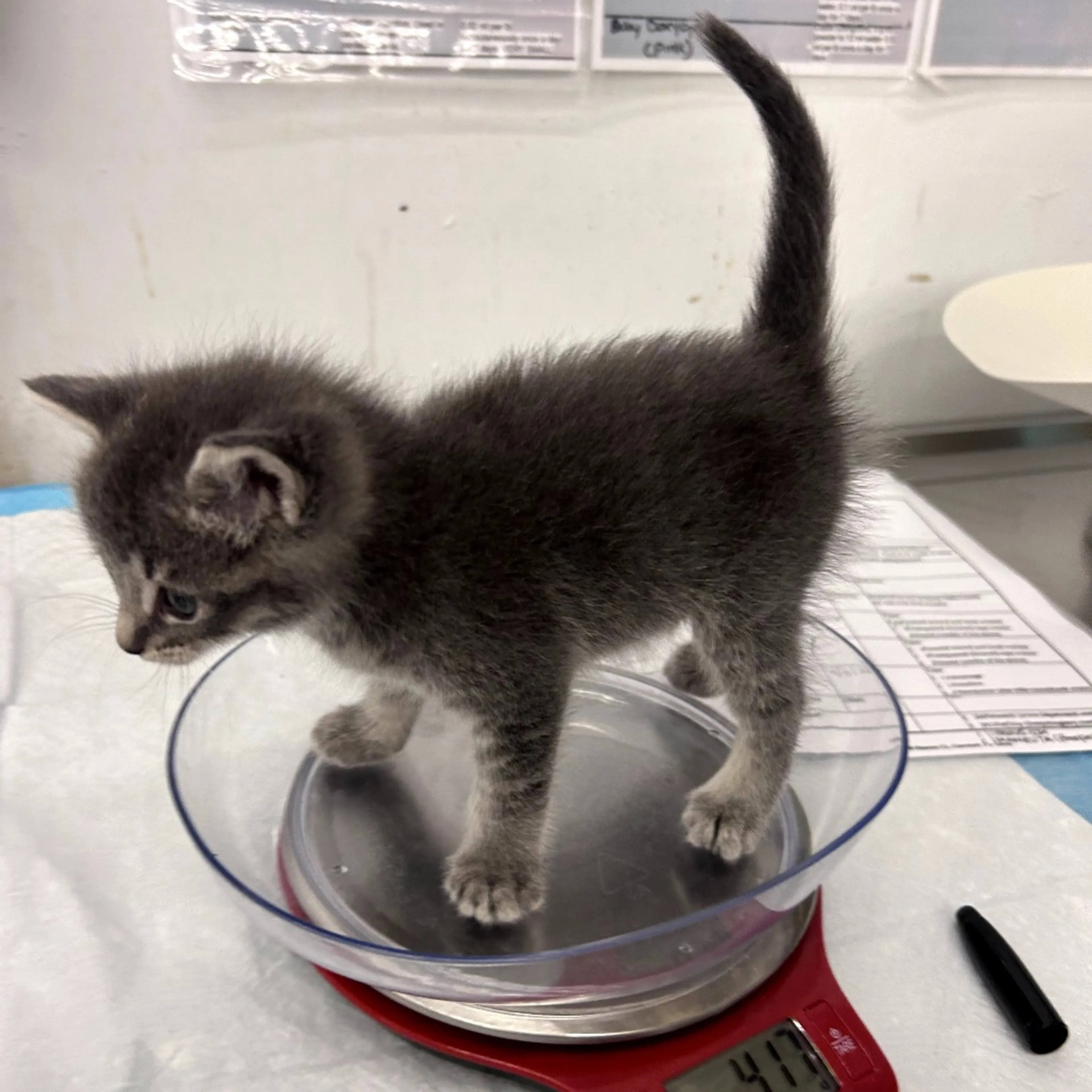 Found pet-3