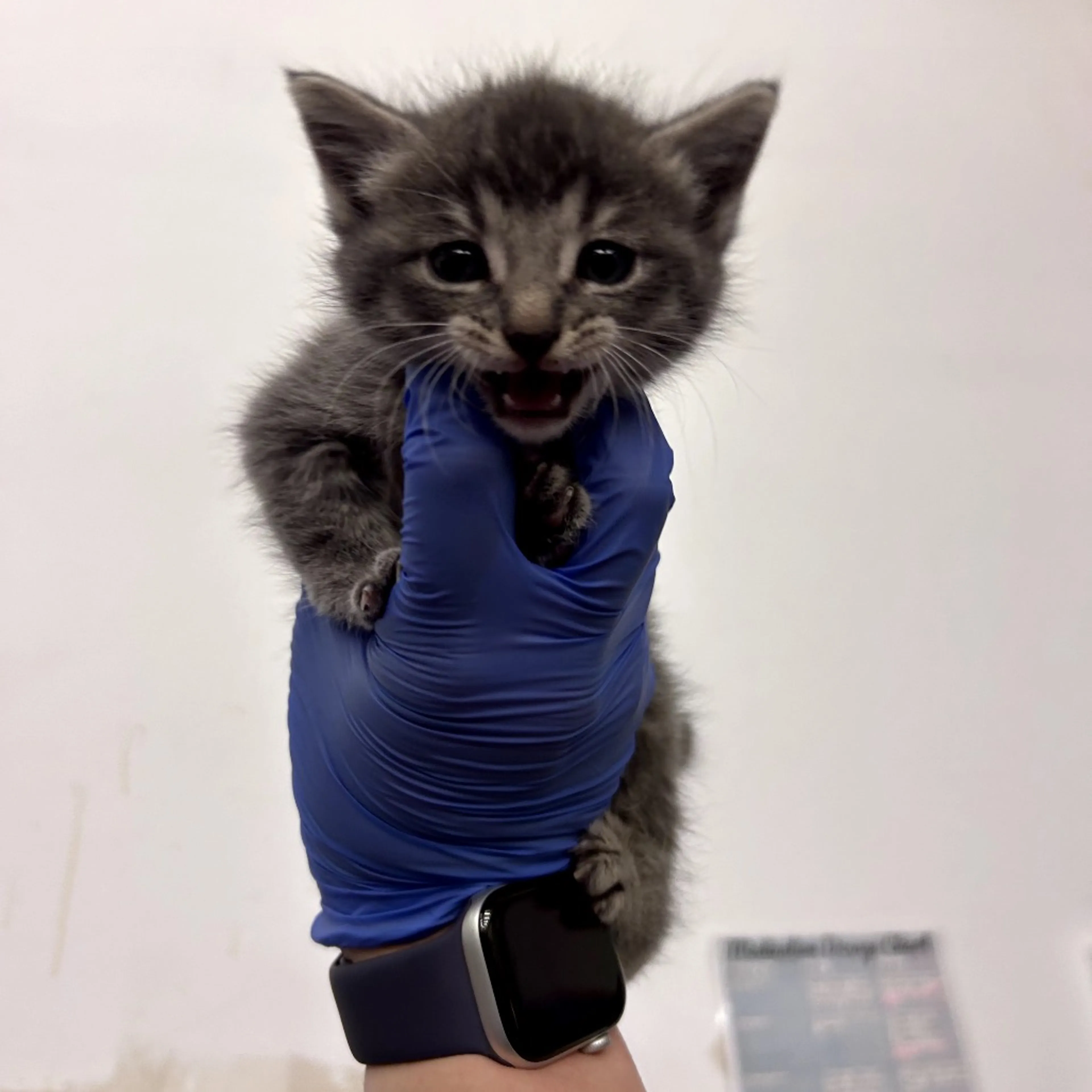 Found pet-2