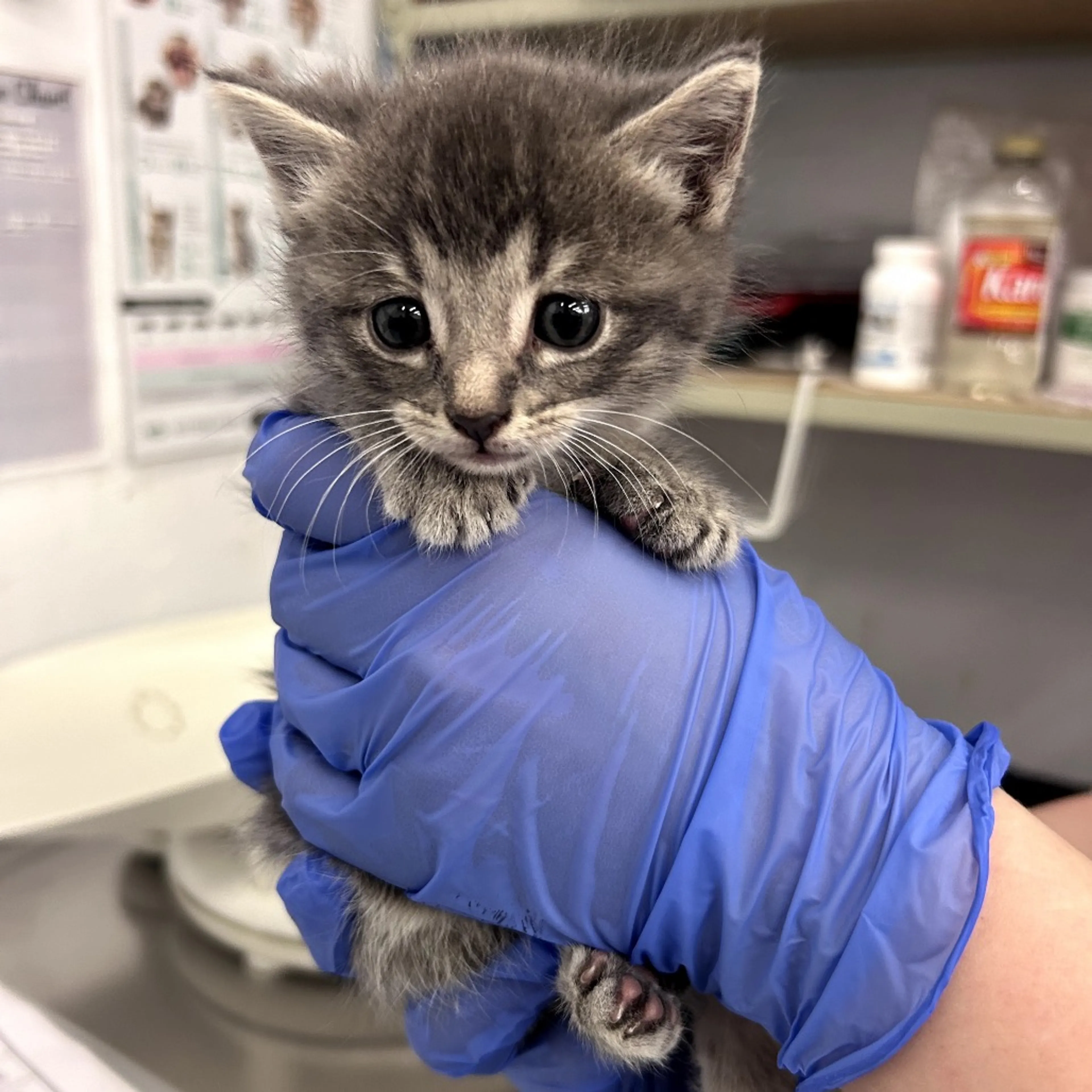 Found pet-1
