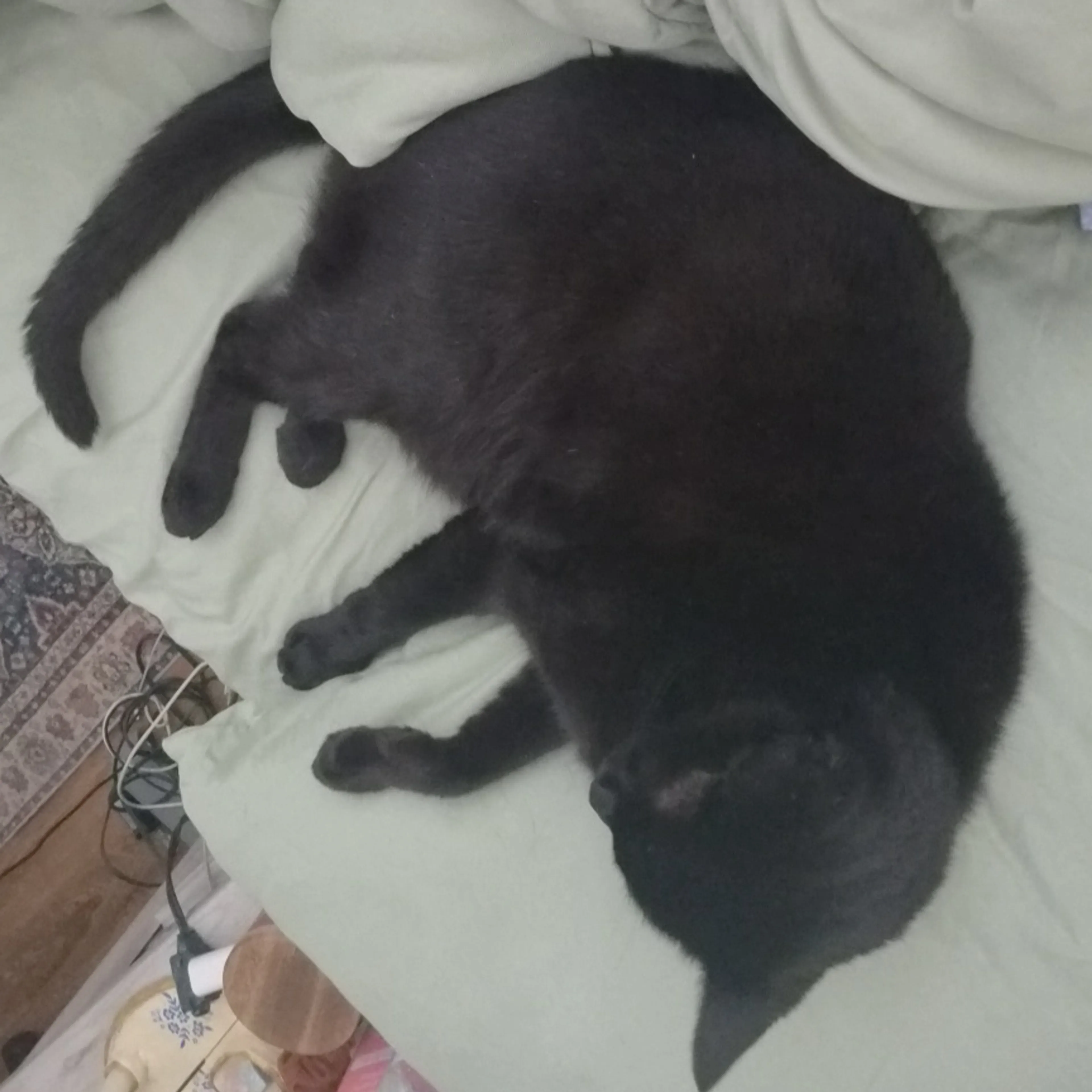 Lost pet-1