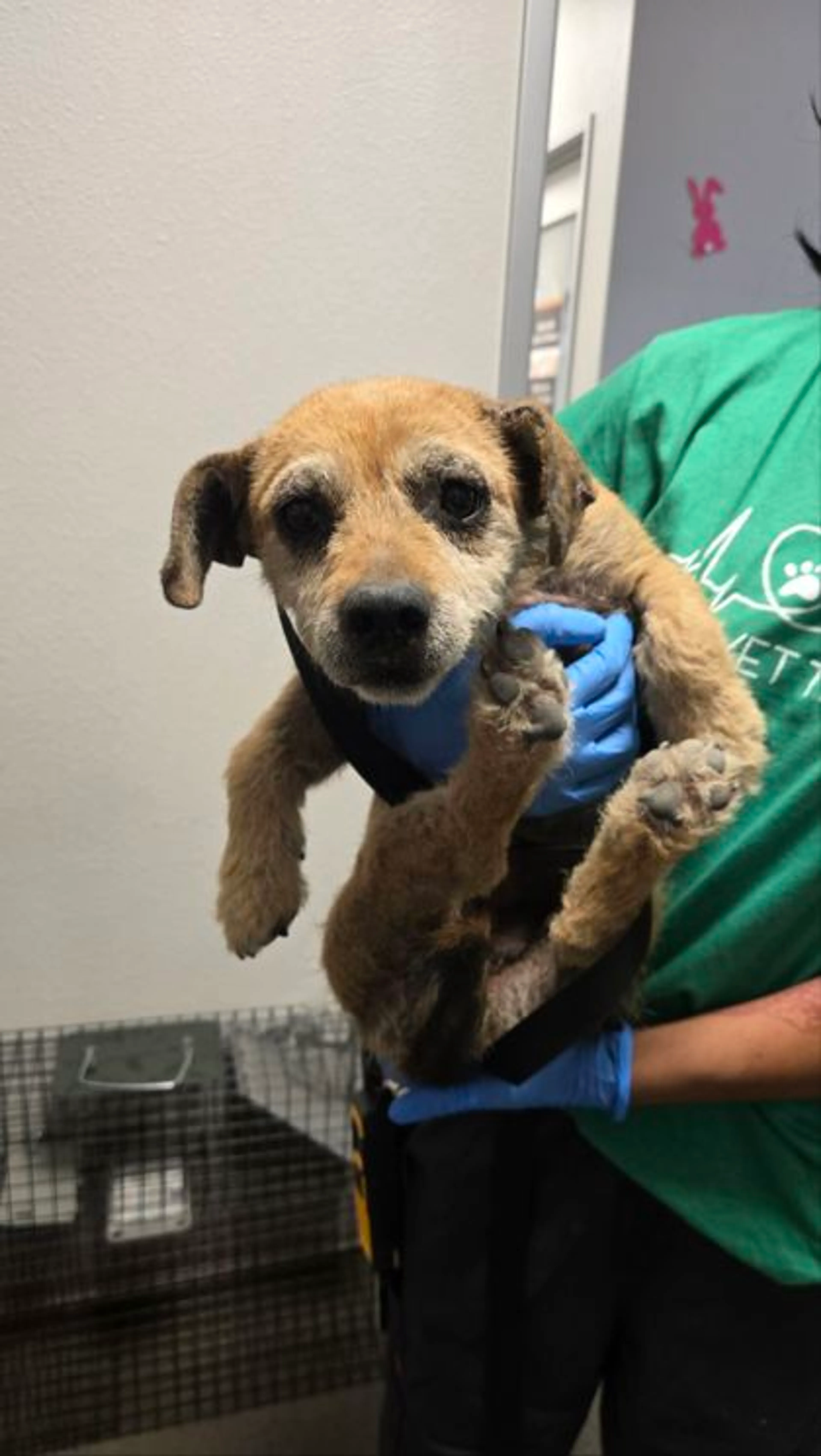 Found pet