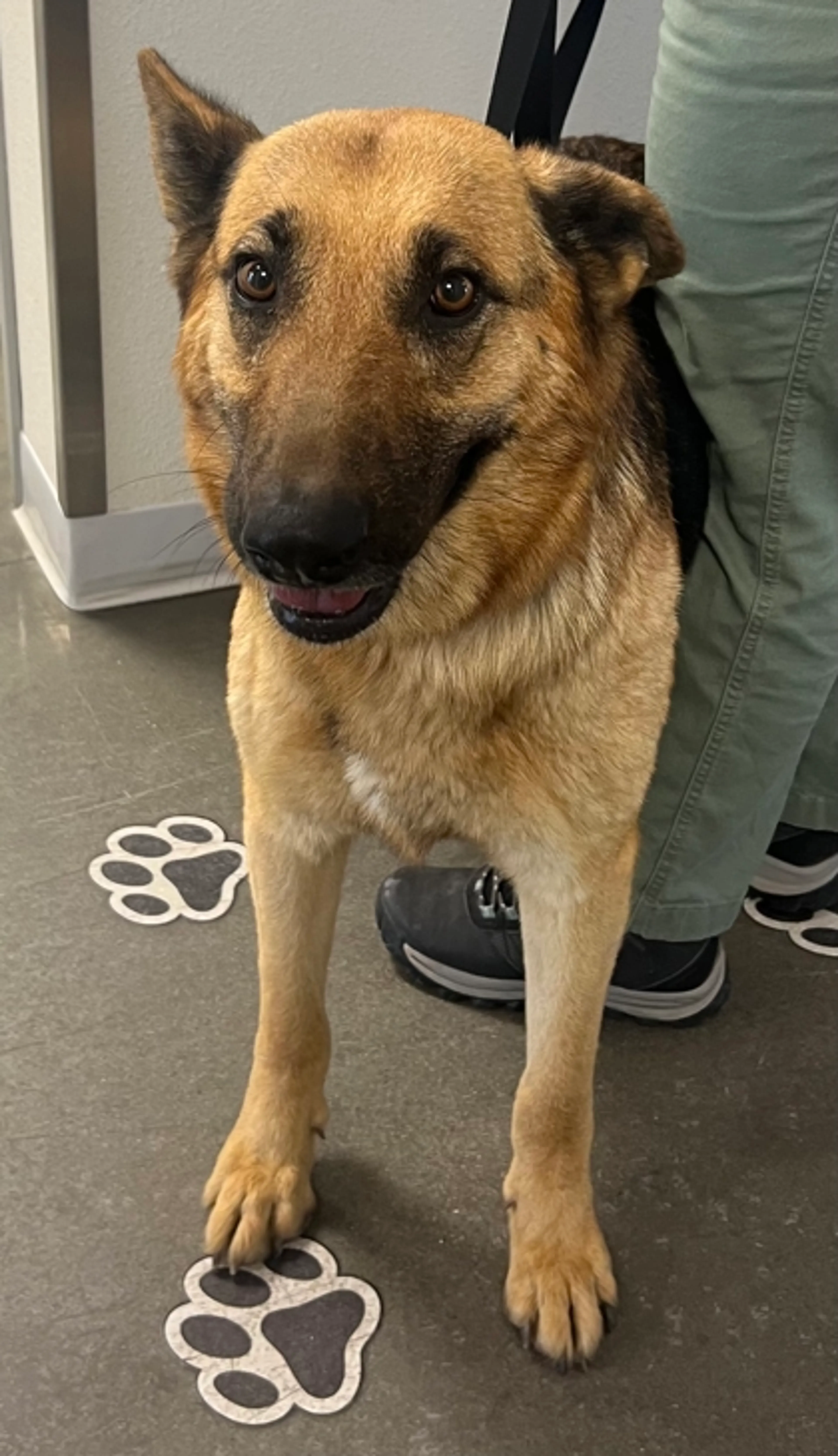 Found pet
