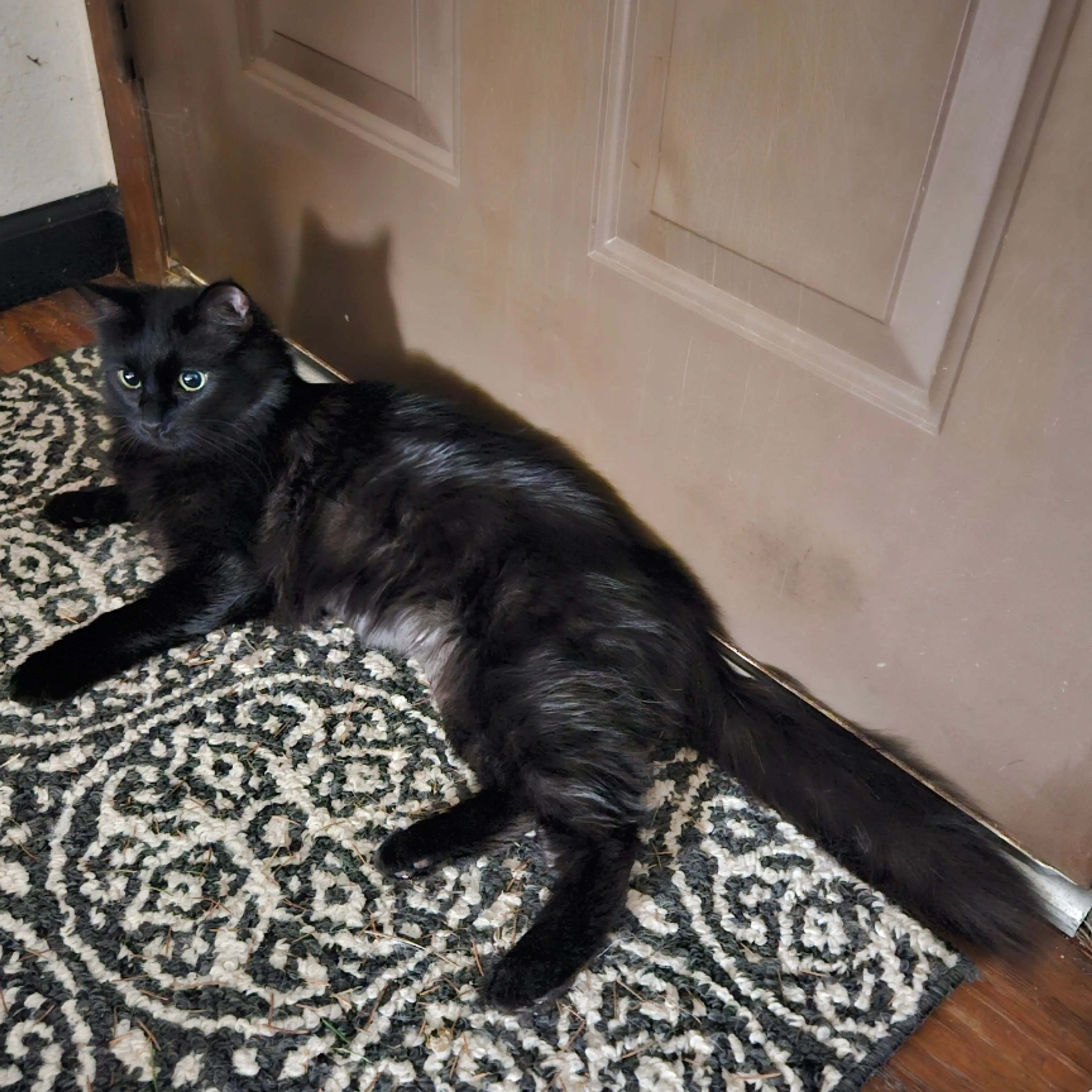 Lost pet-1
