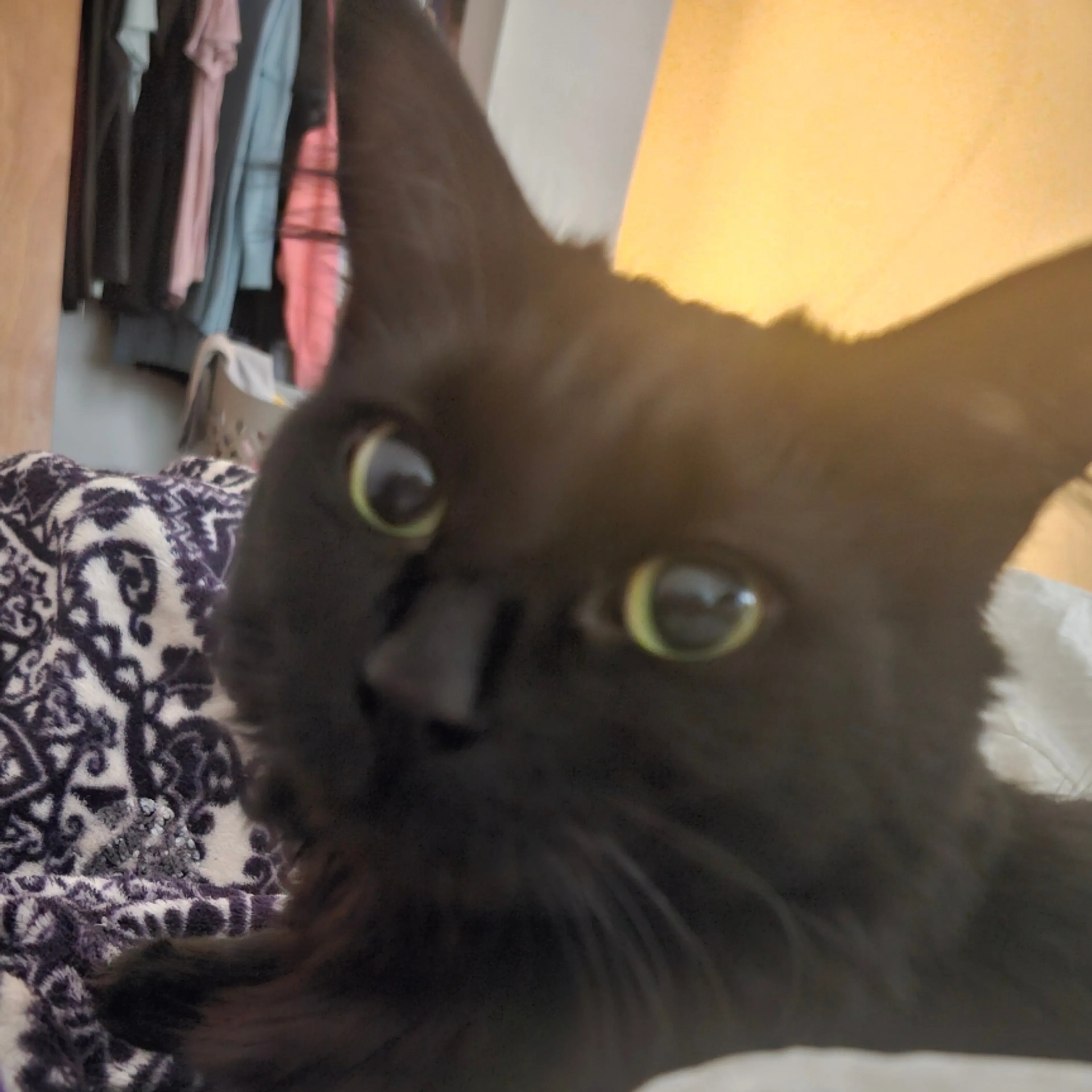 Lost pet-2