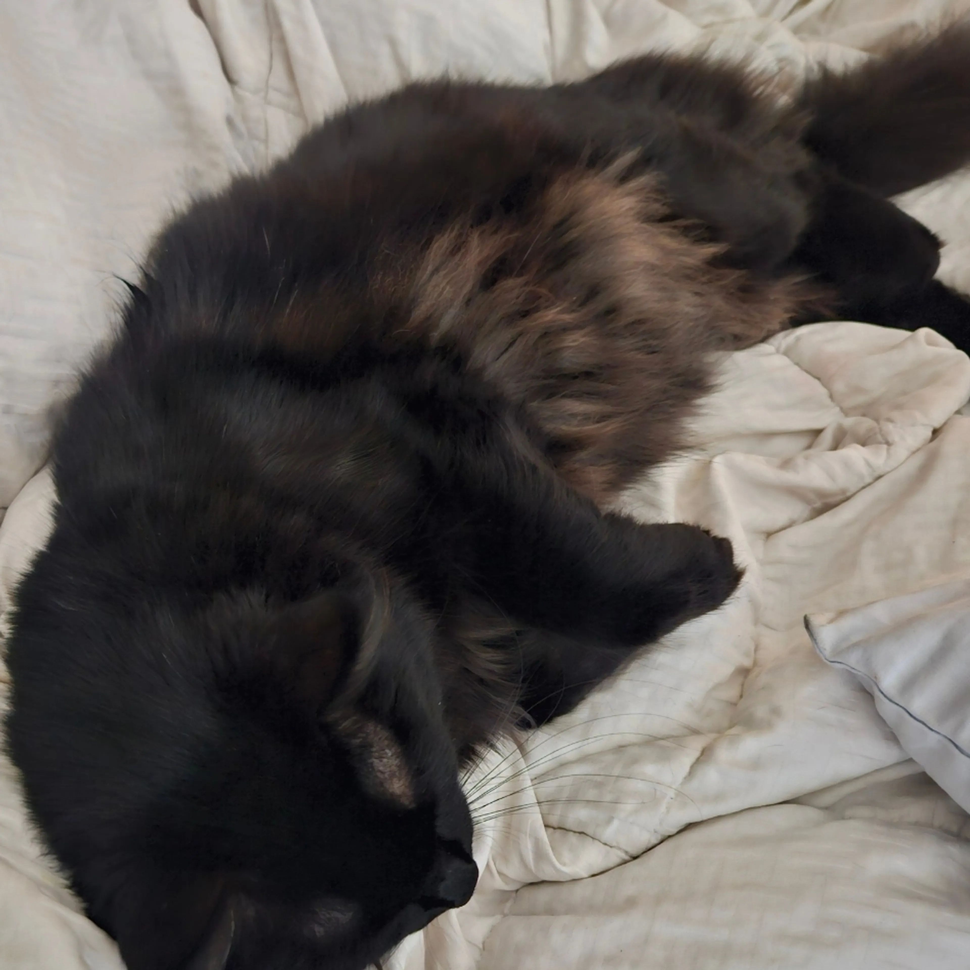 Lost pet-3