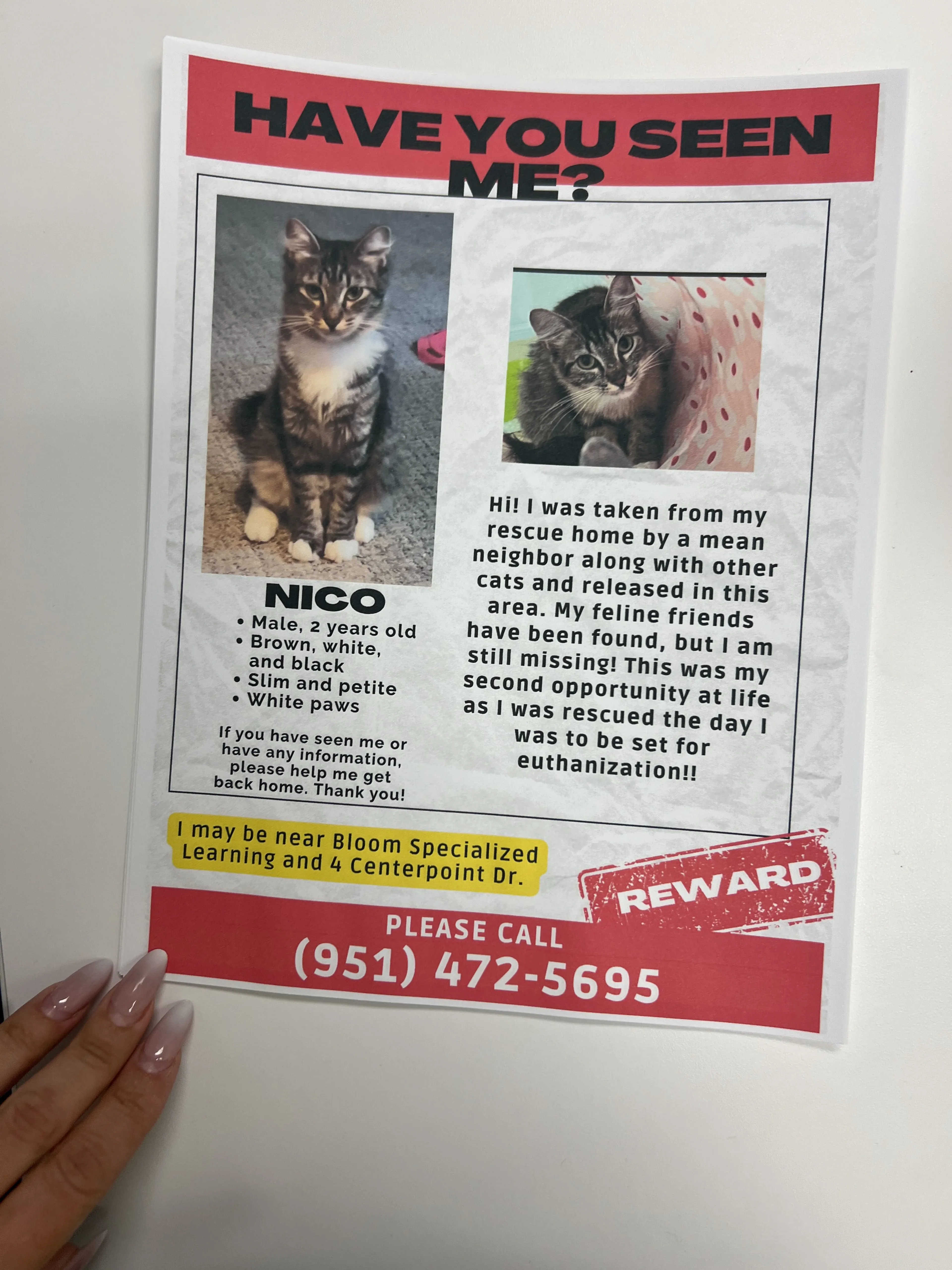 Lost pet
