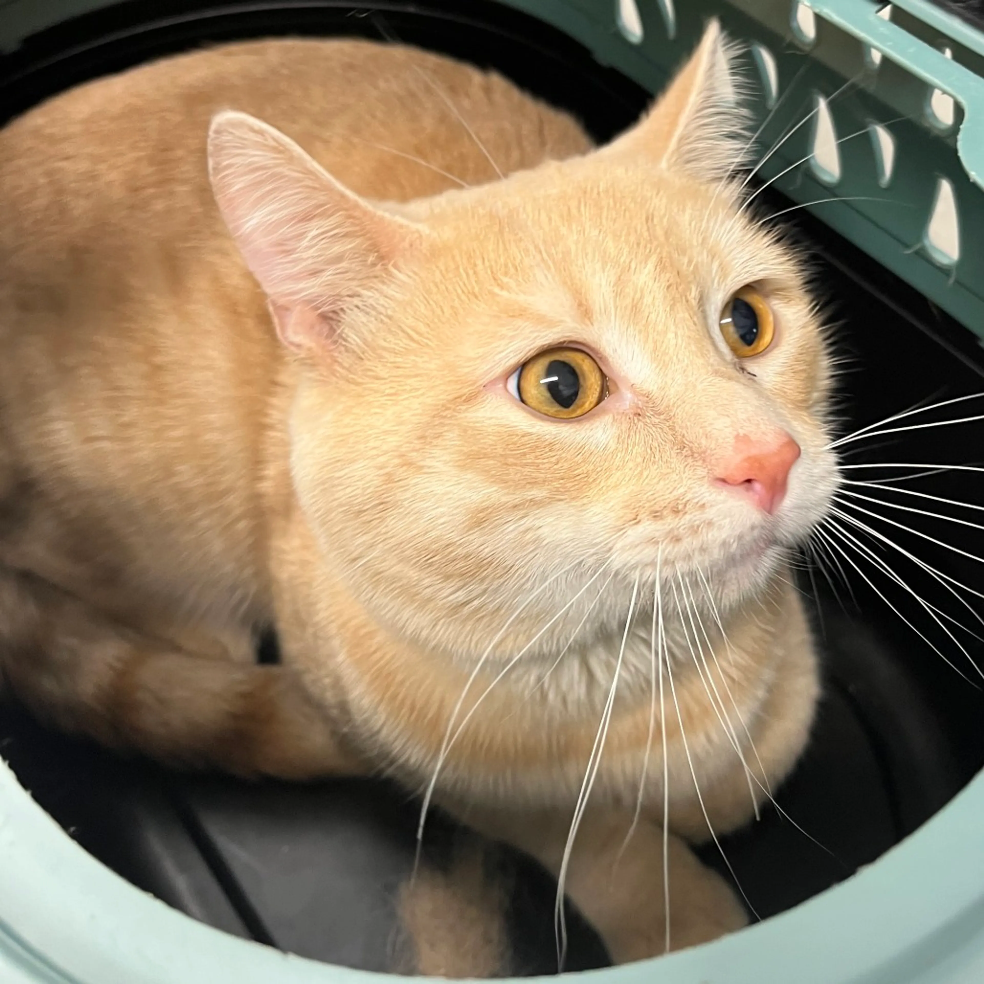 Found pet