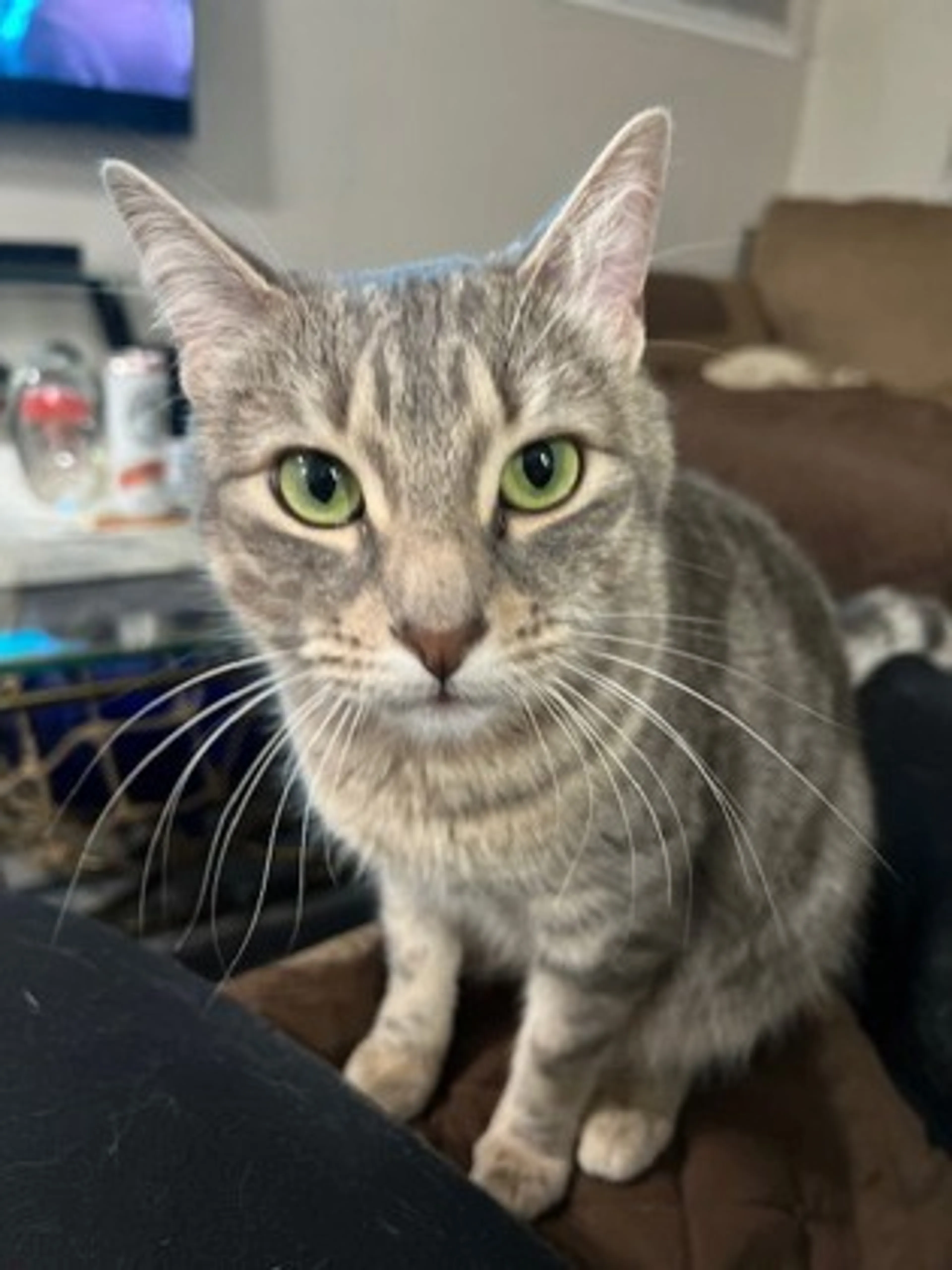 Found pet-0