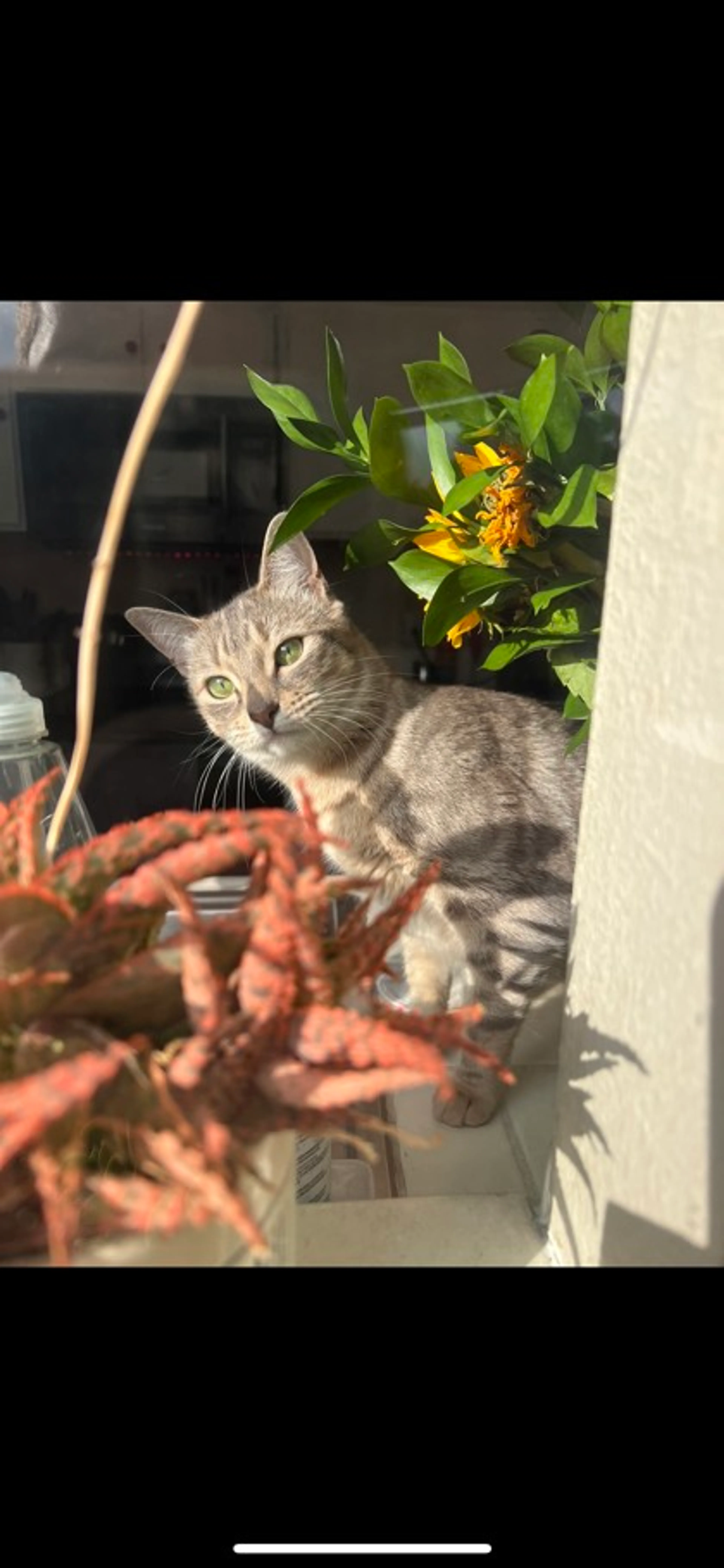 Found pet-1
