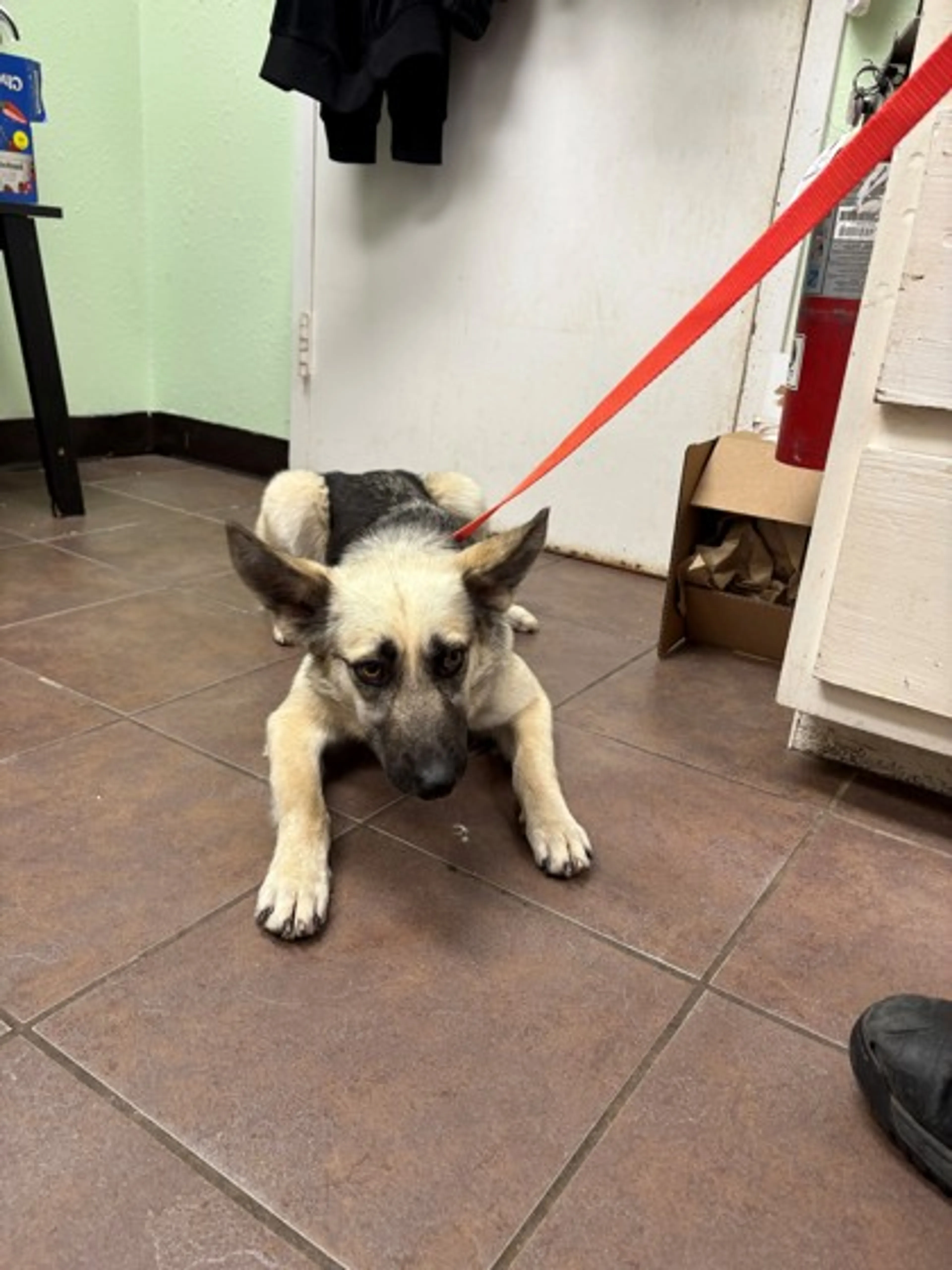 Found pet