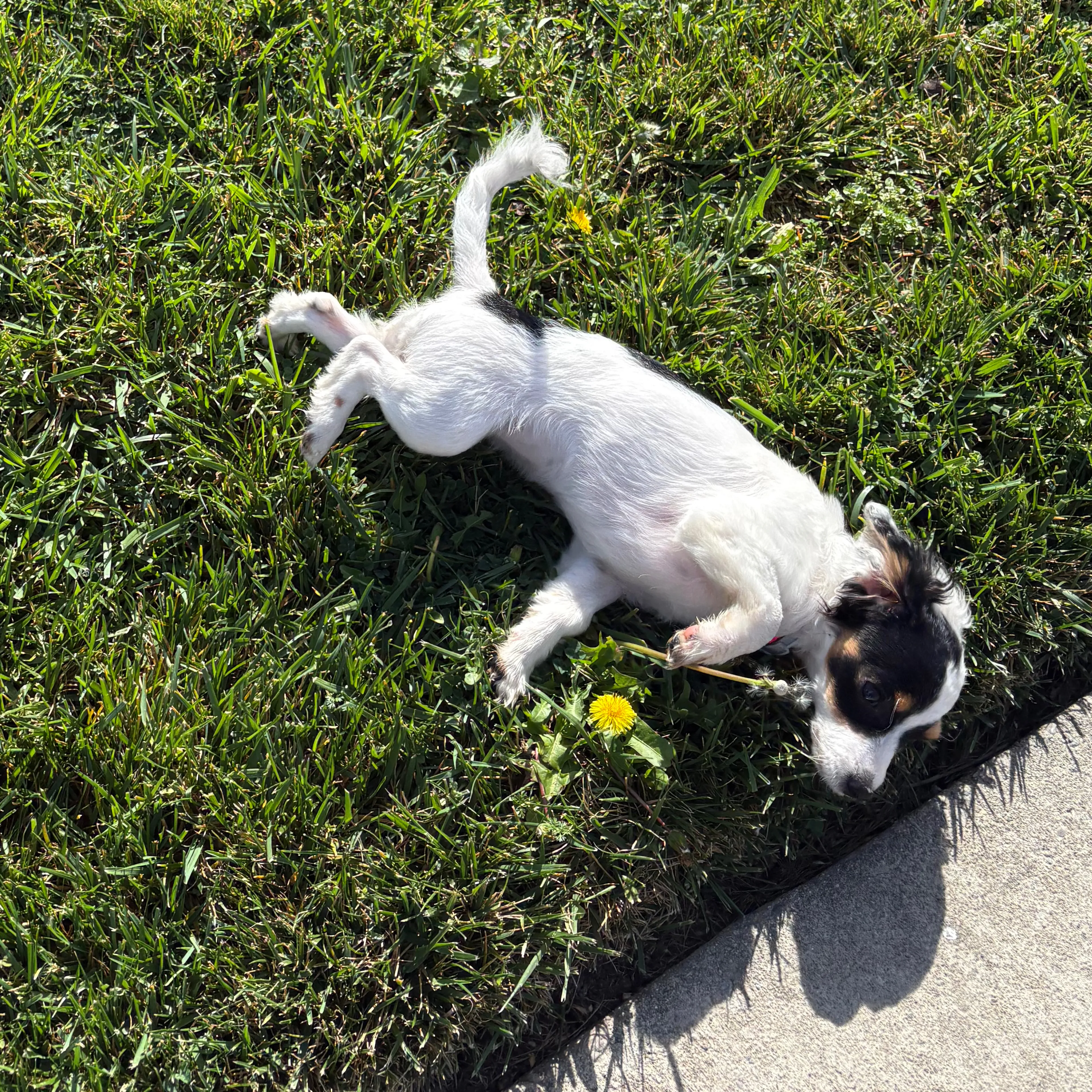 Lost pet-1