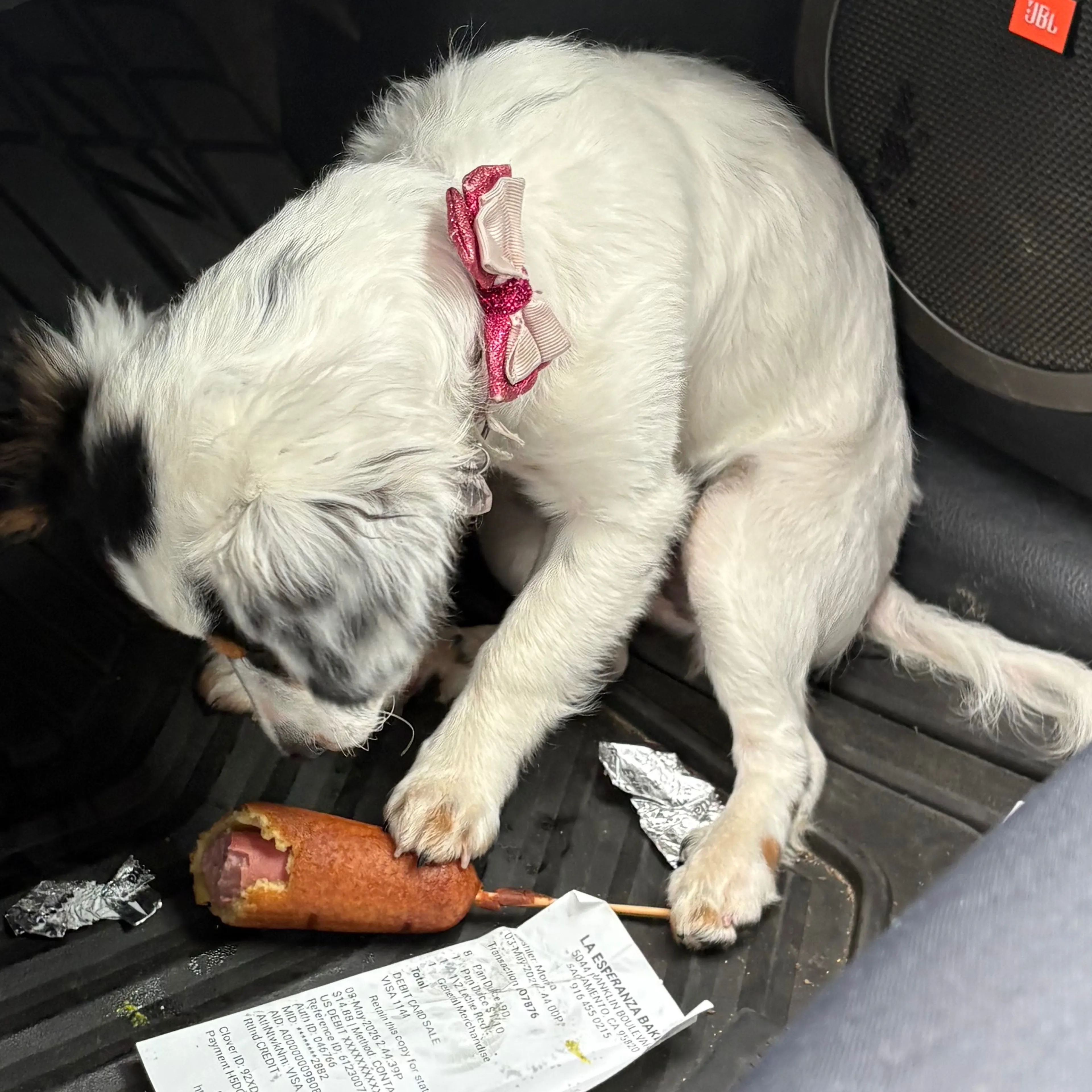 Lost pet-3