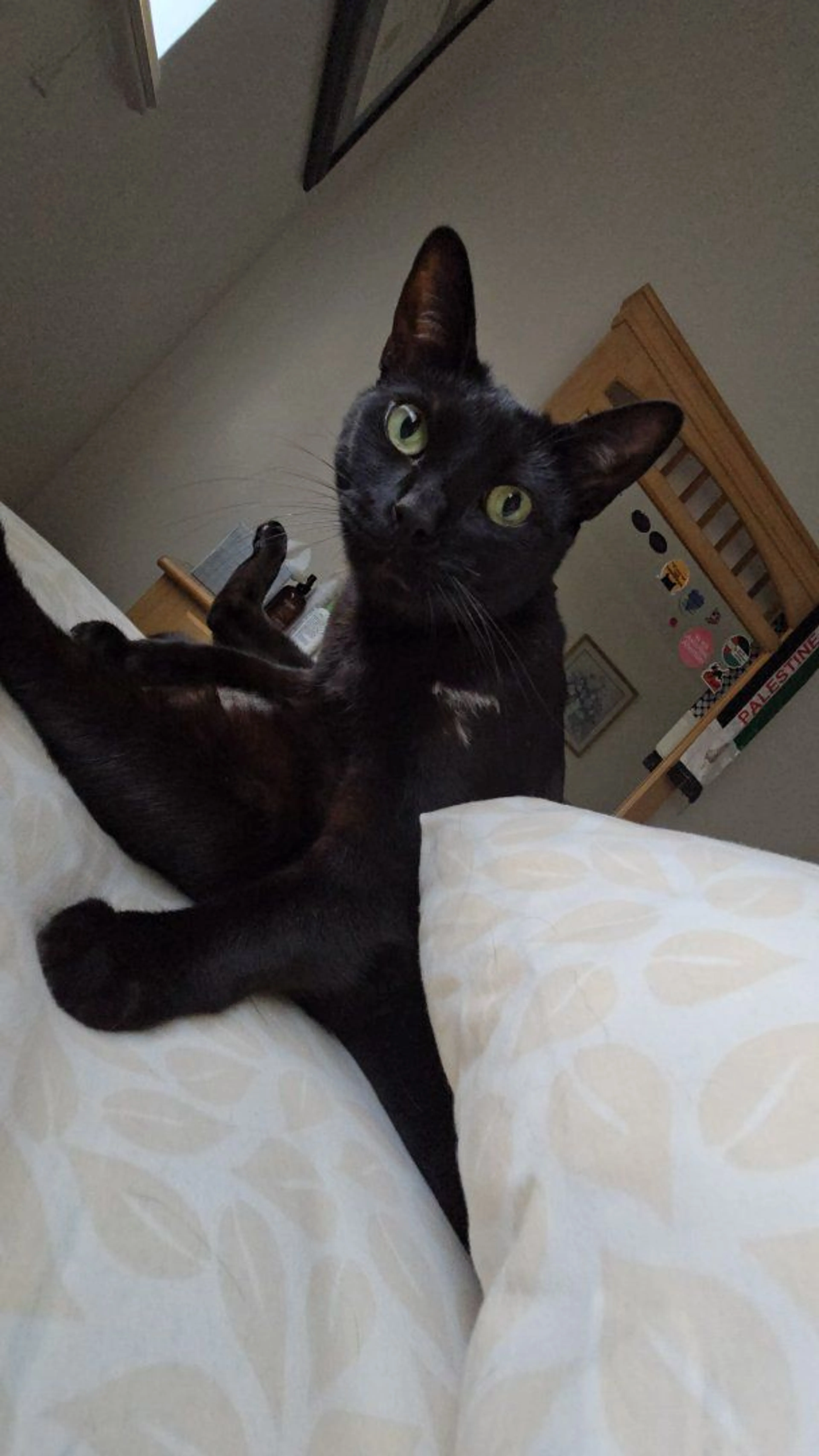 Lost pet