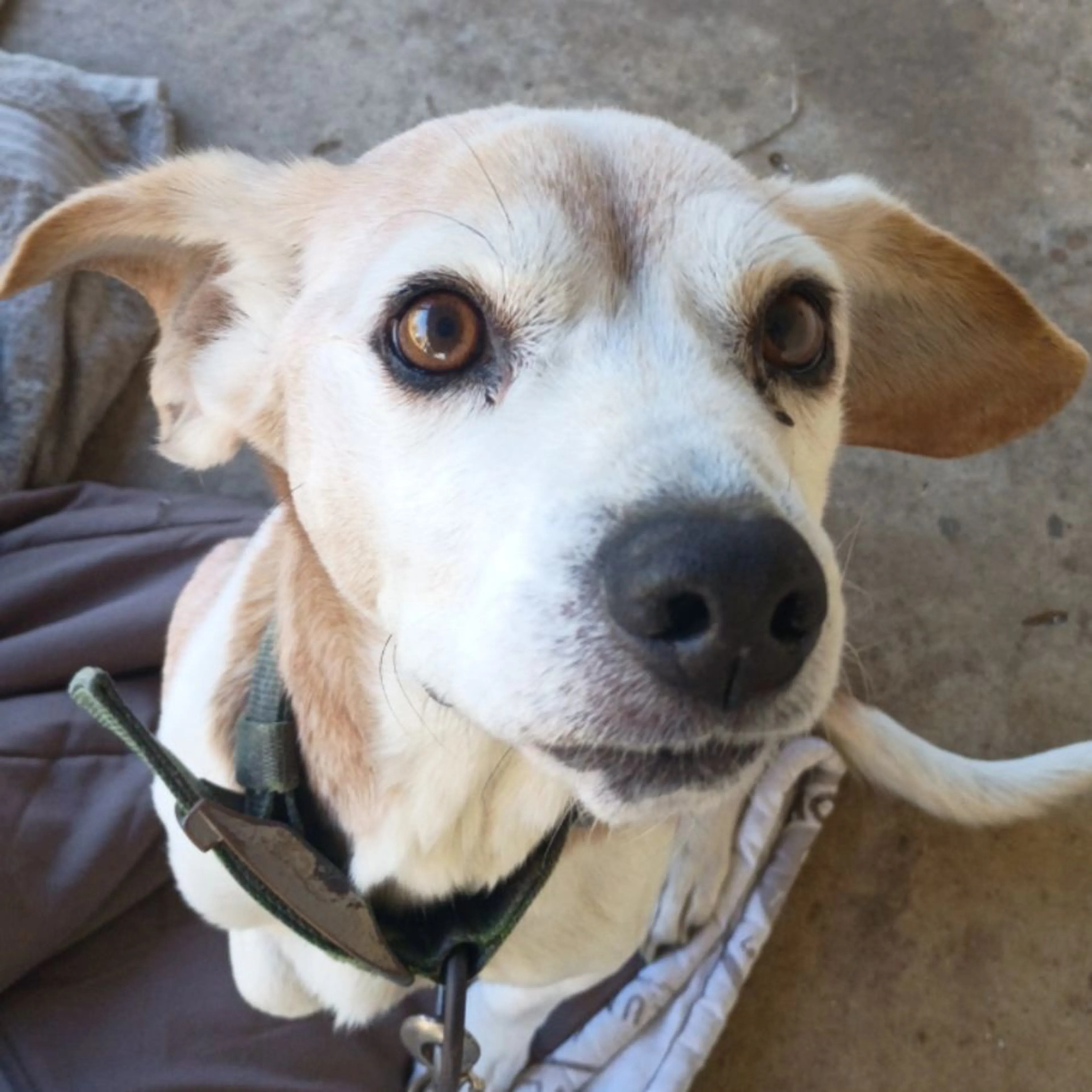 Lost pet