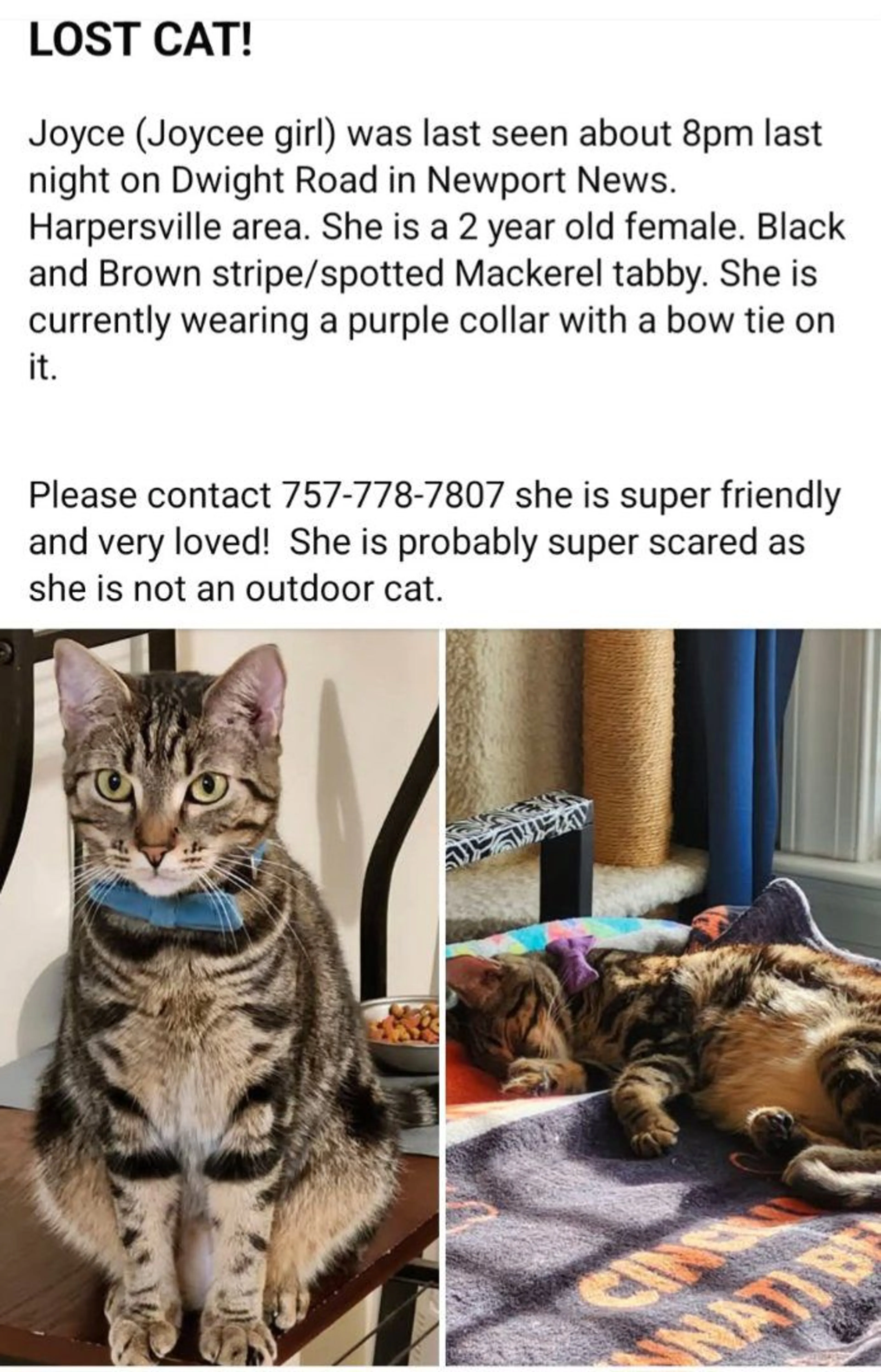 Lost pet