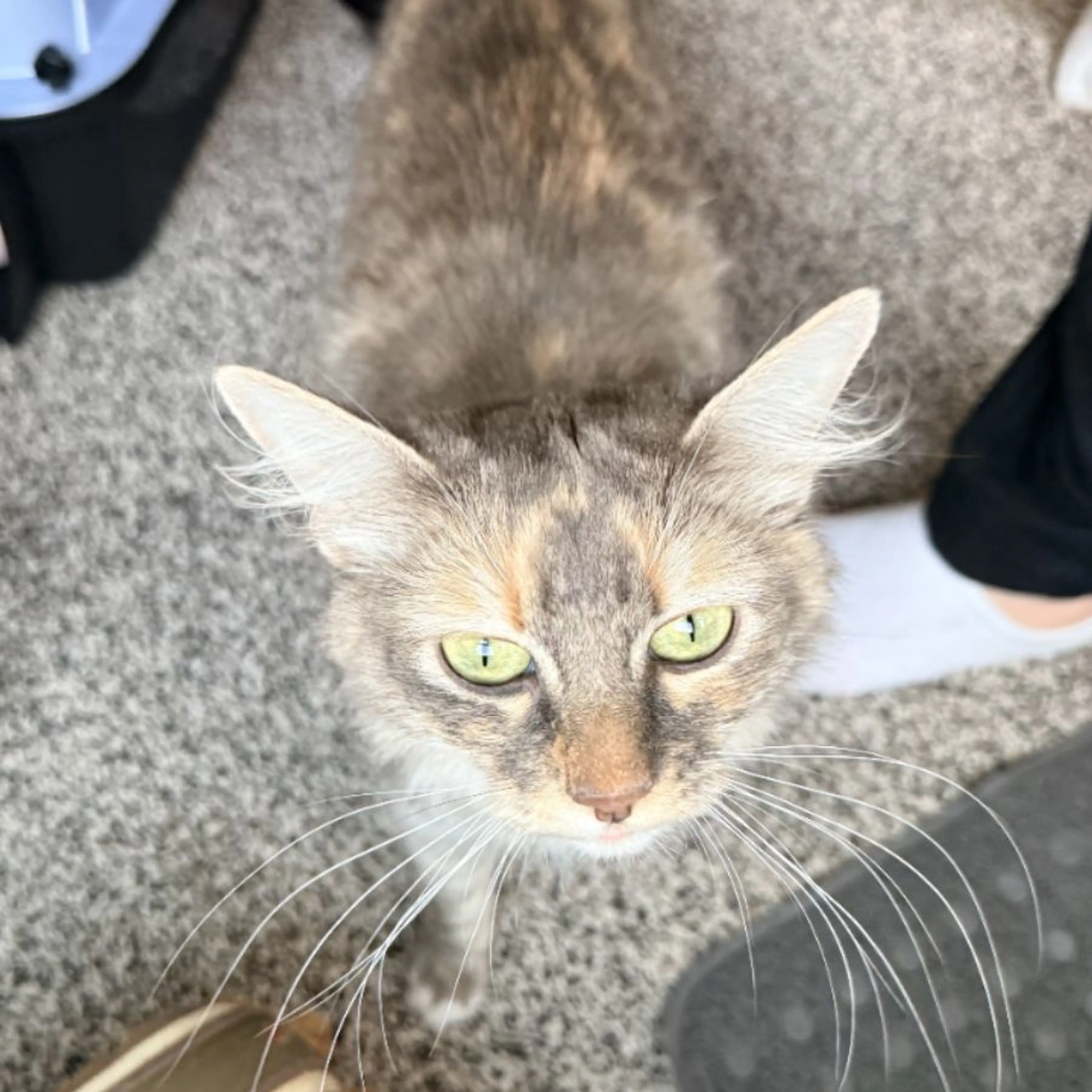 Found pet
