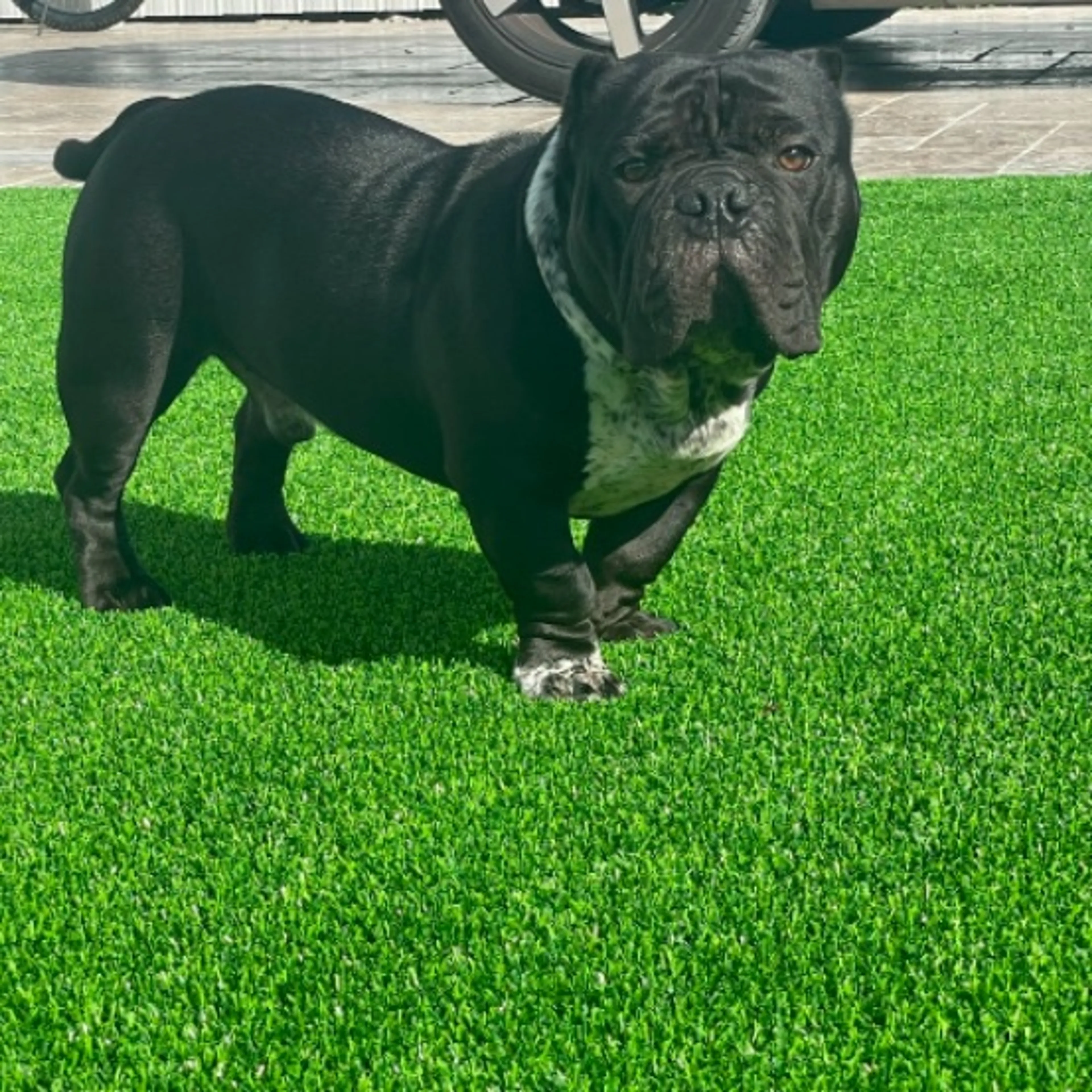 Lost pet