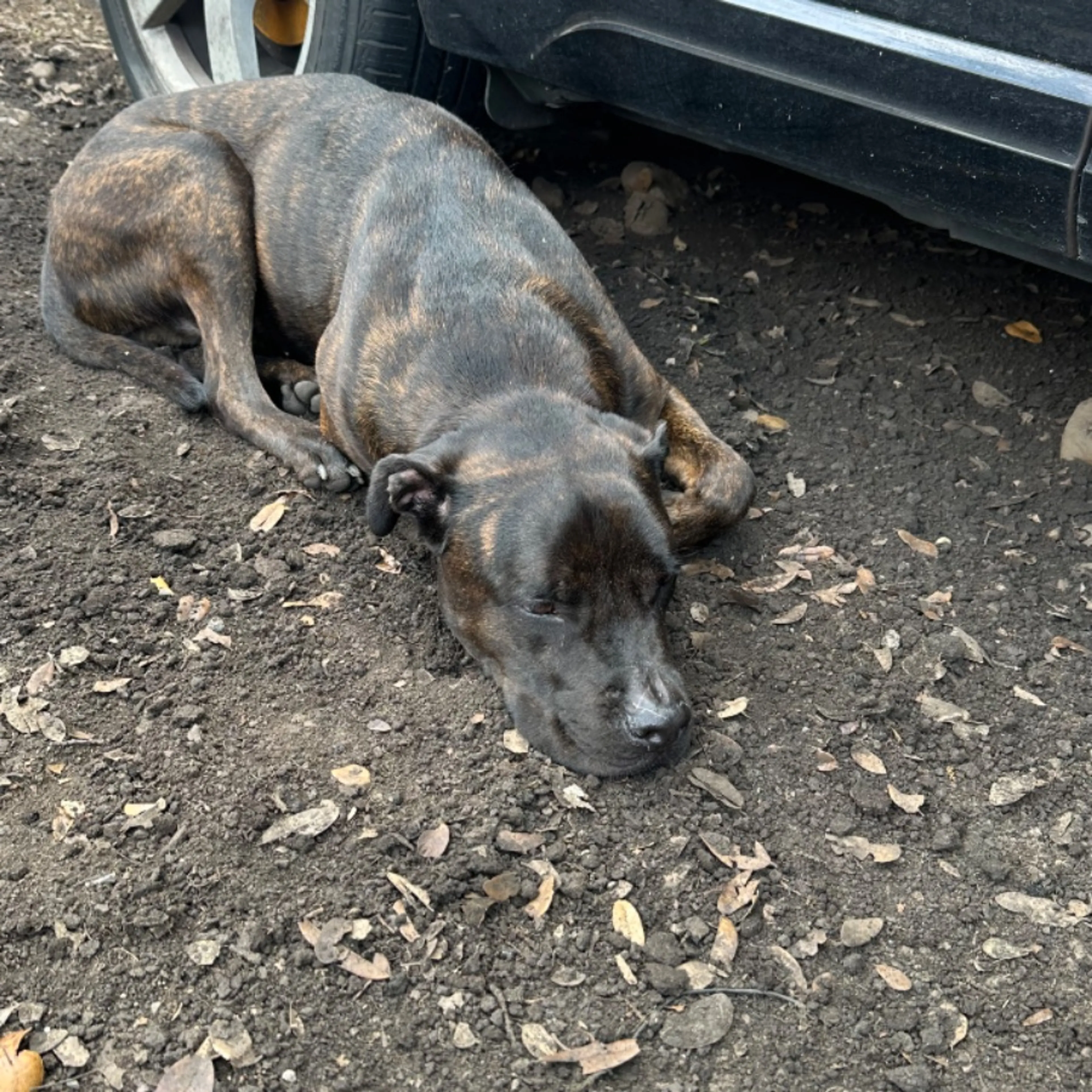 Found pet