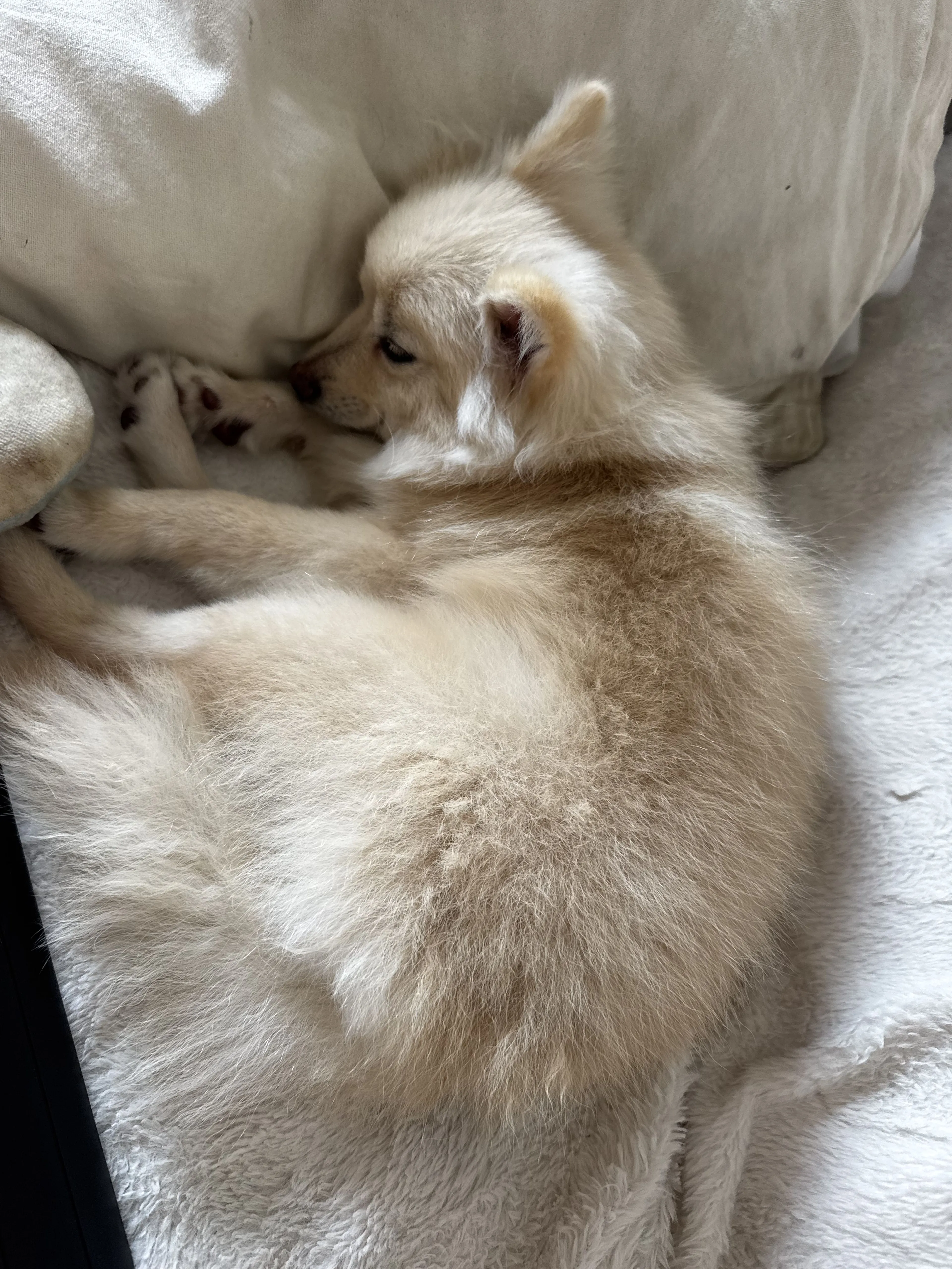 Lost pet-2