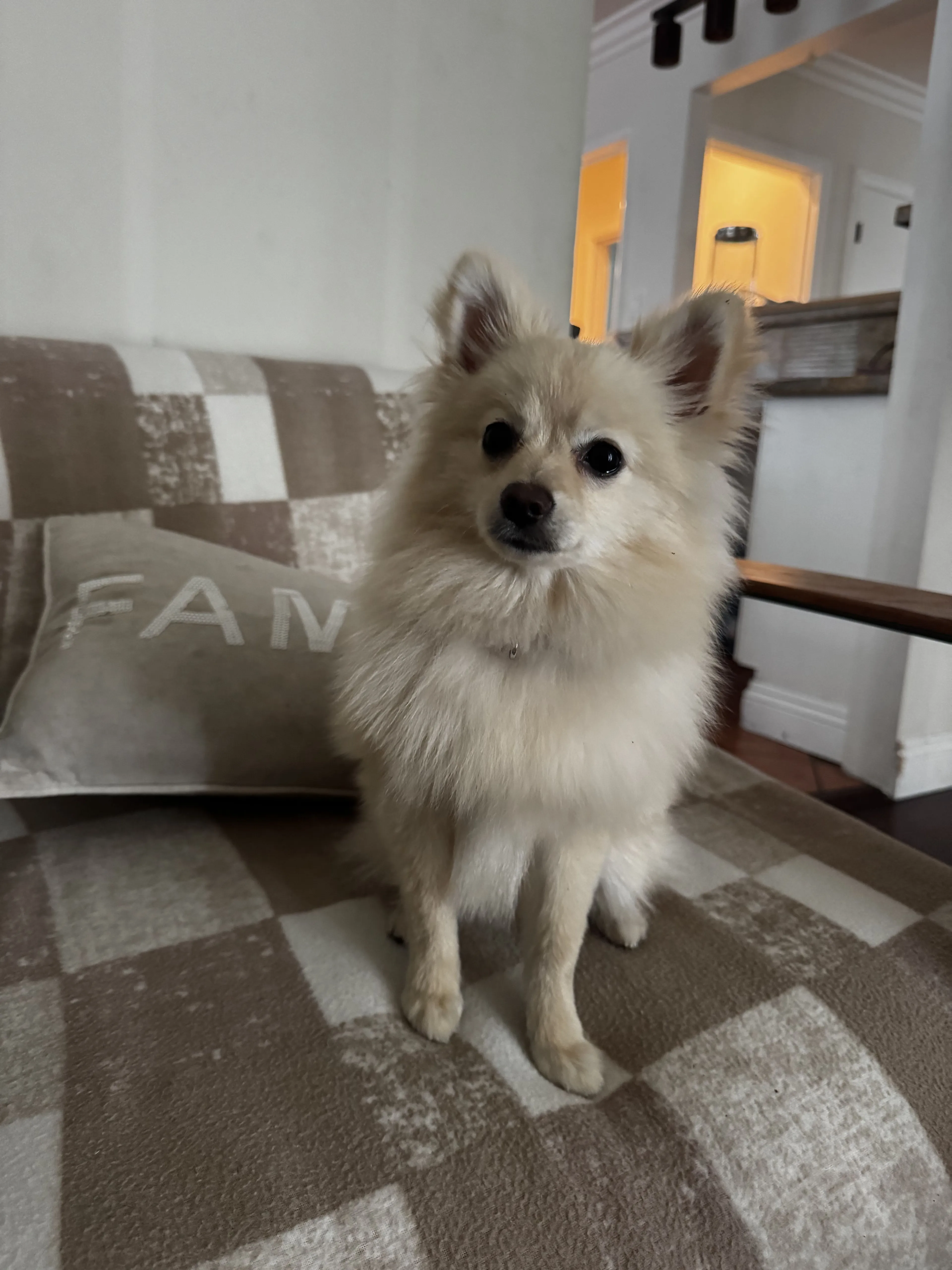 Lost pet-1