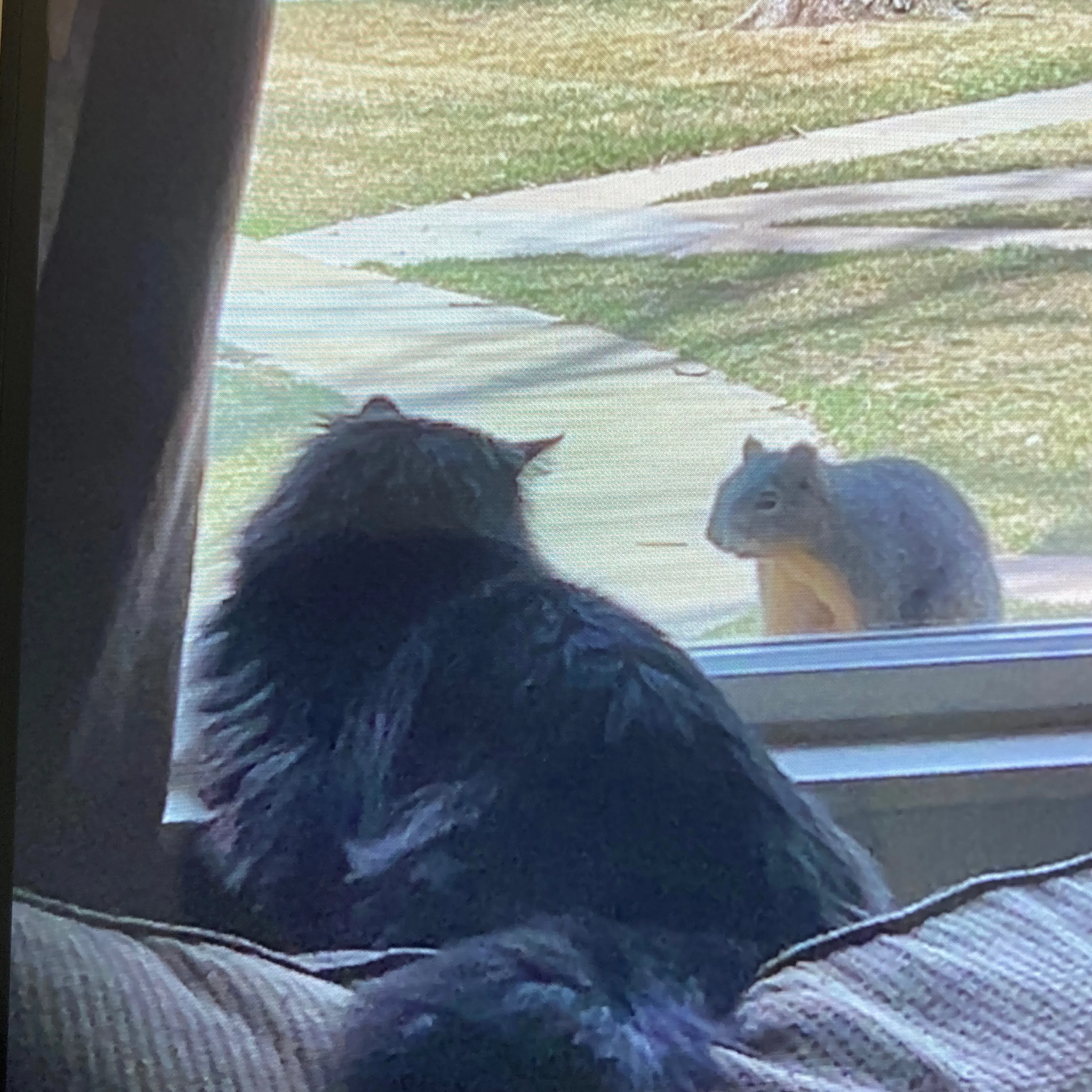 Lost pet-1