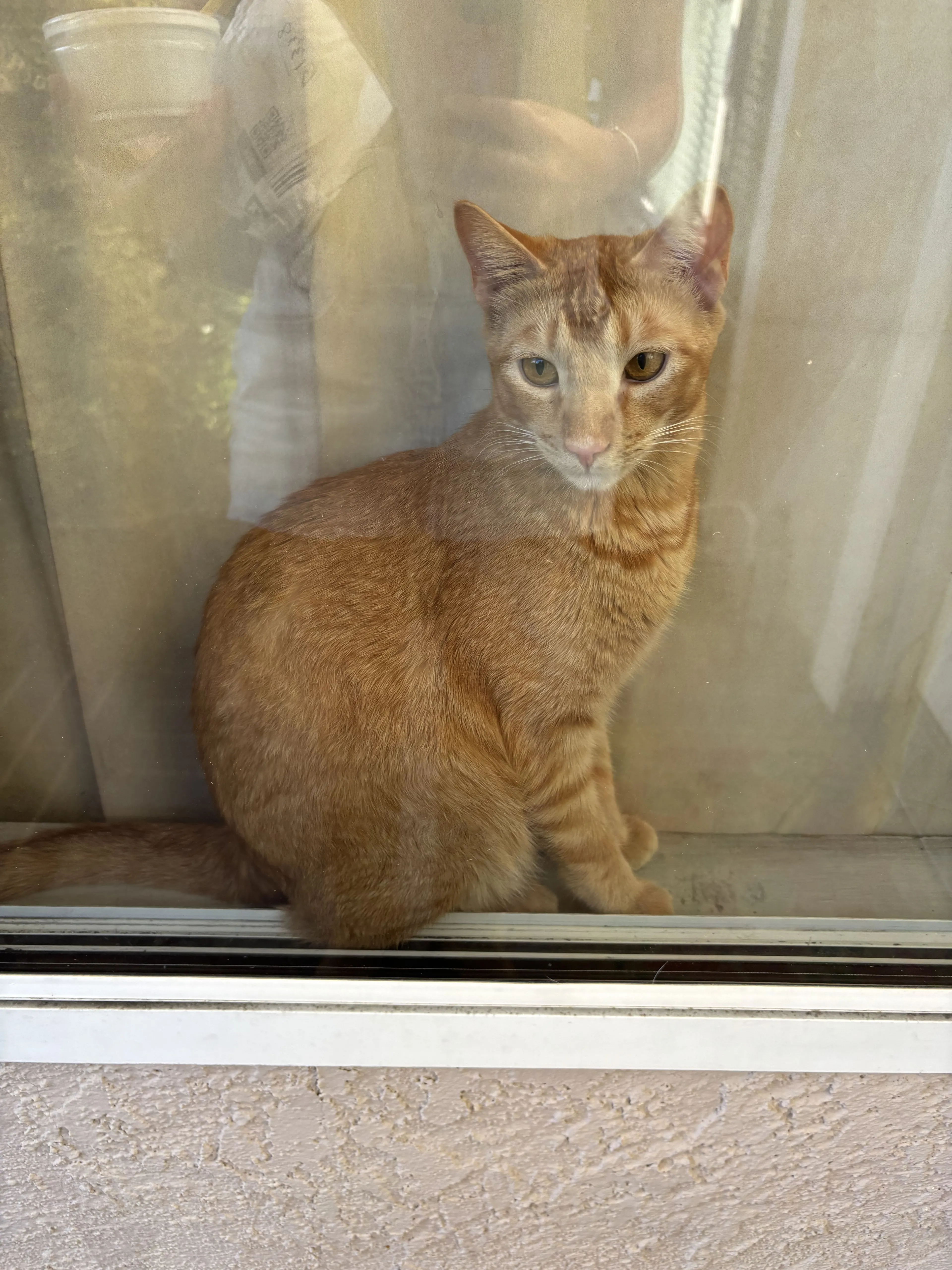 Lost pet-1