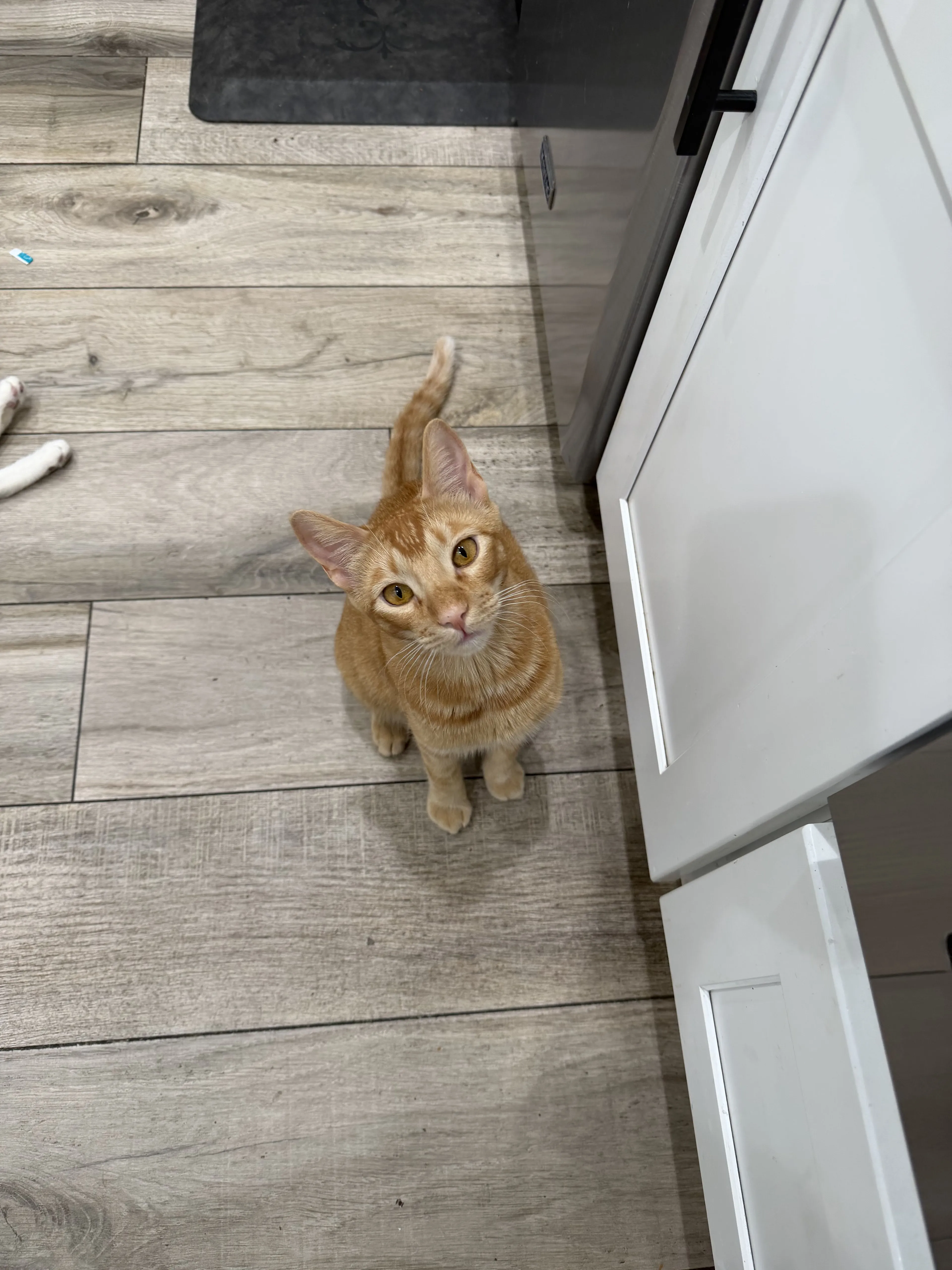 Lost pet-0