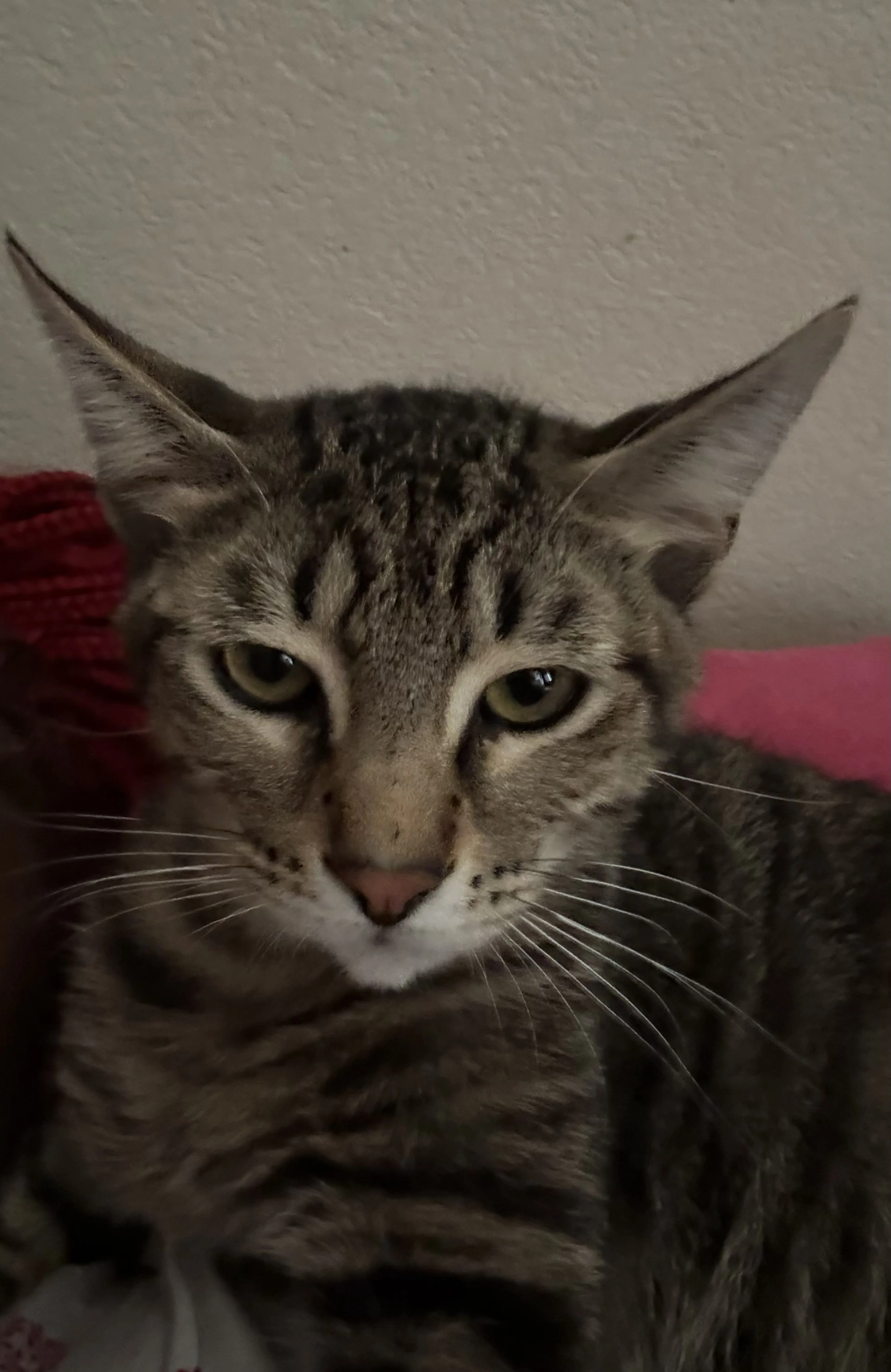 Lost pet-1