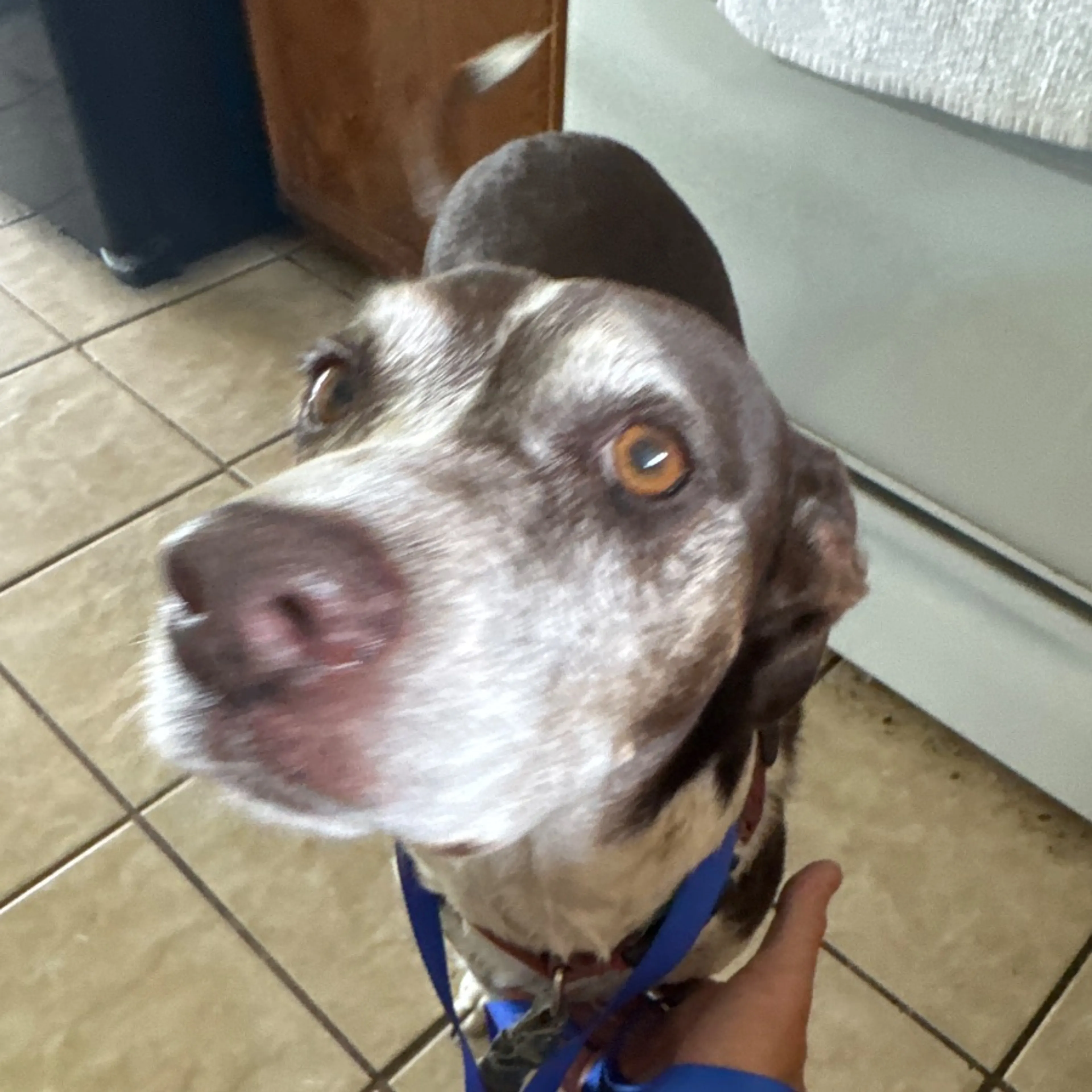 Found pet-0