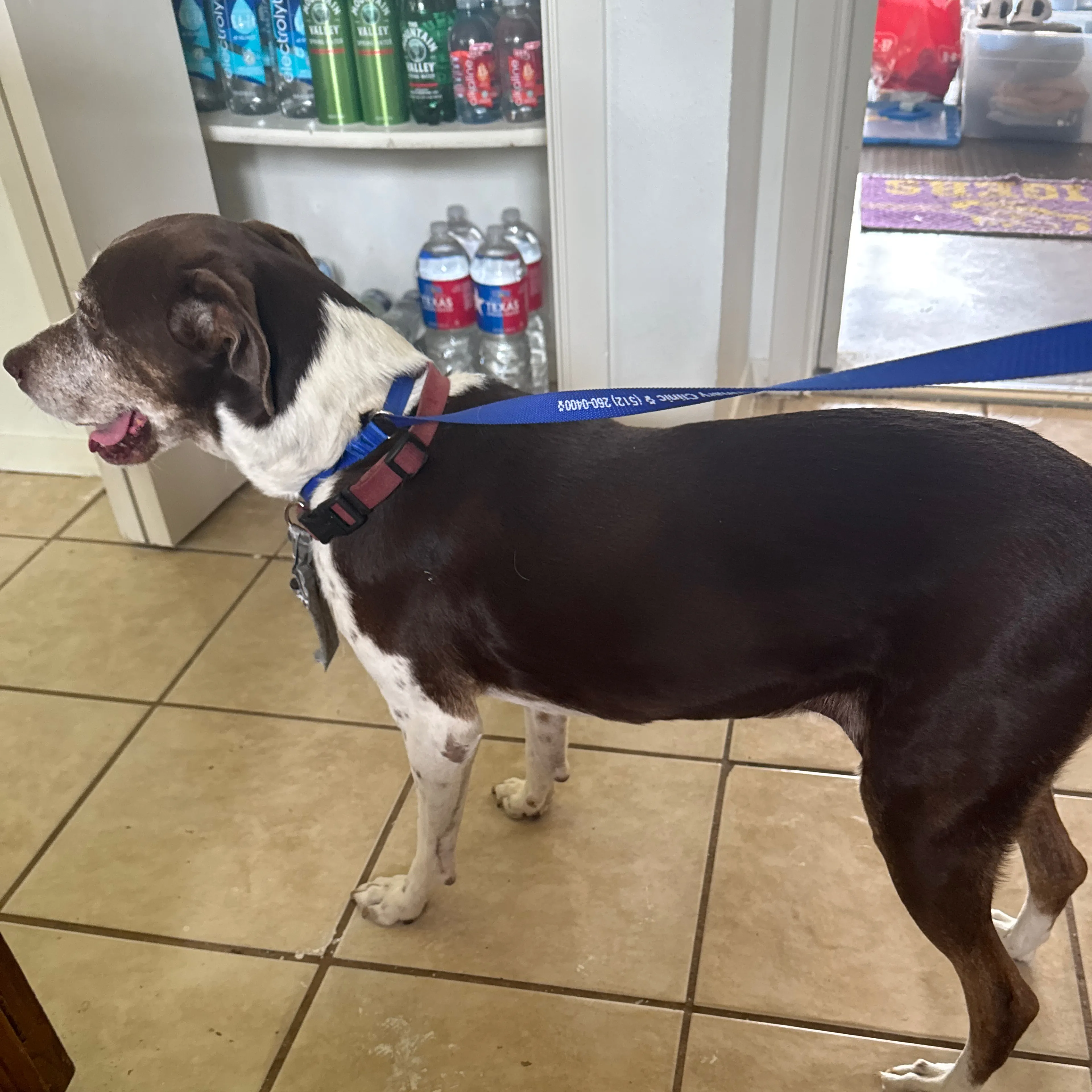 Found pet-1