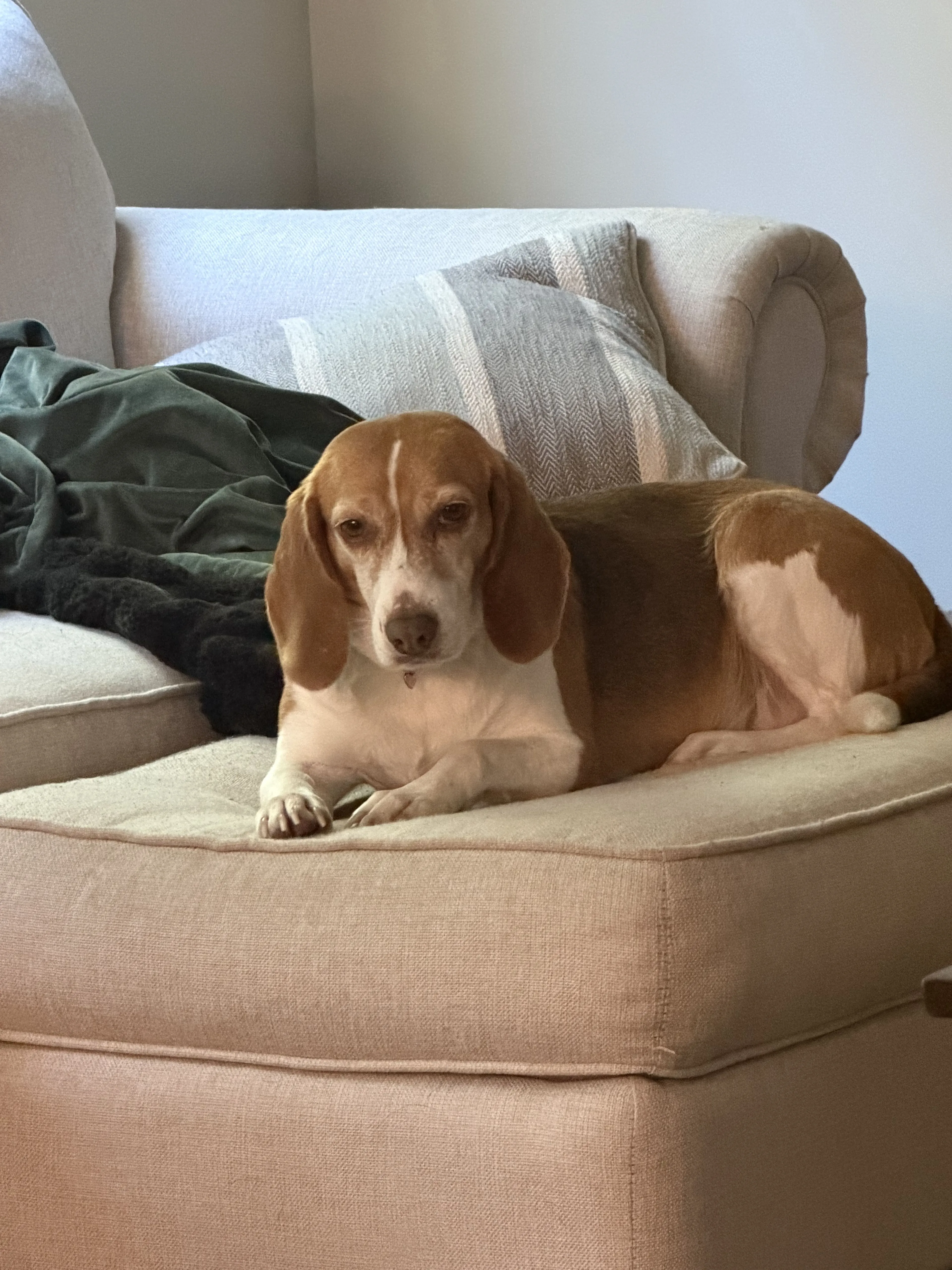 Lost pet