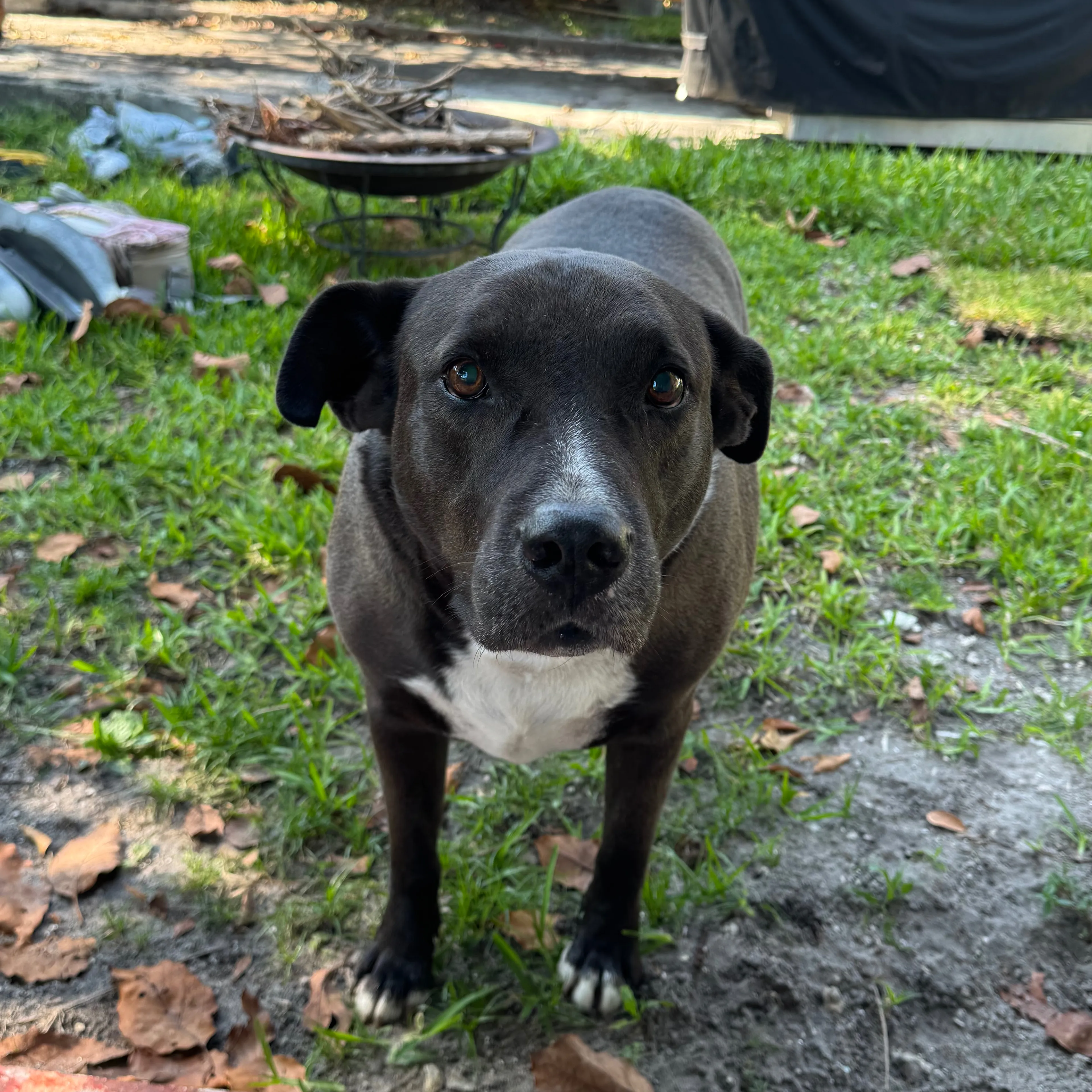 Found pet-0
