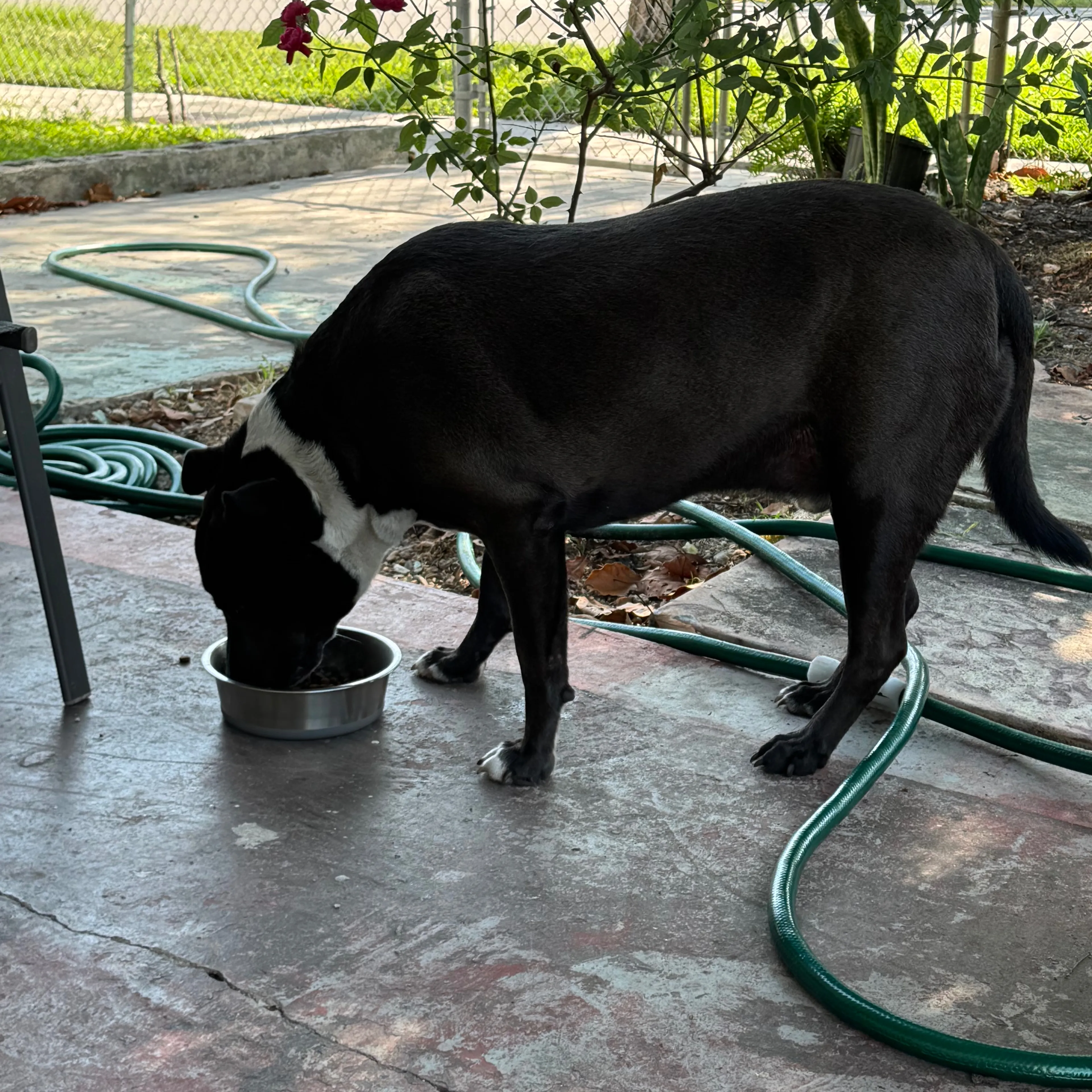 Found pet-1